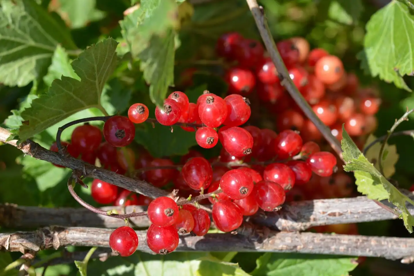 Punaherukka ’Punahilkka’ FinE (Finnish Elite) 3 l astiataimi Ribes rubrum 'Punahilkka'