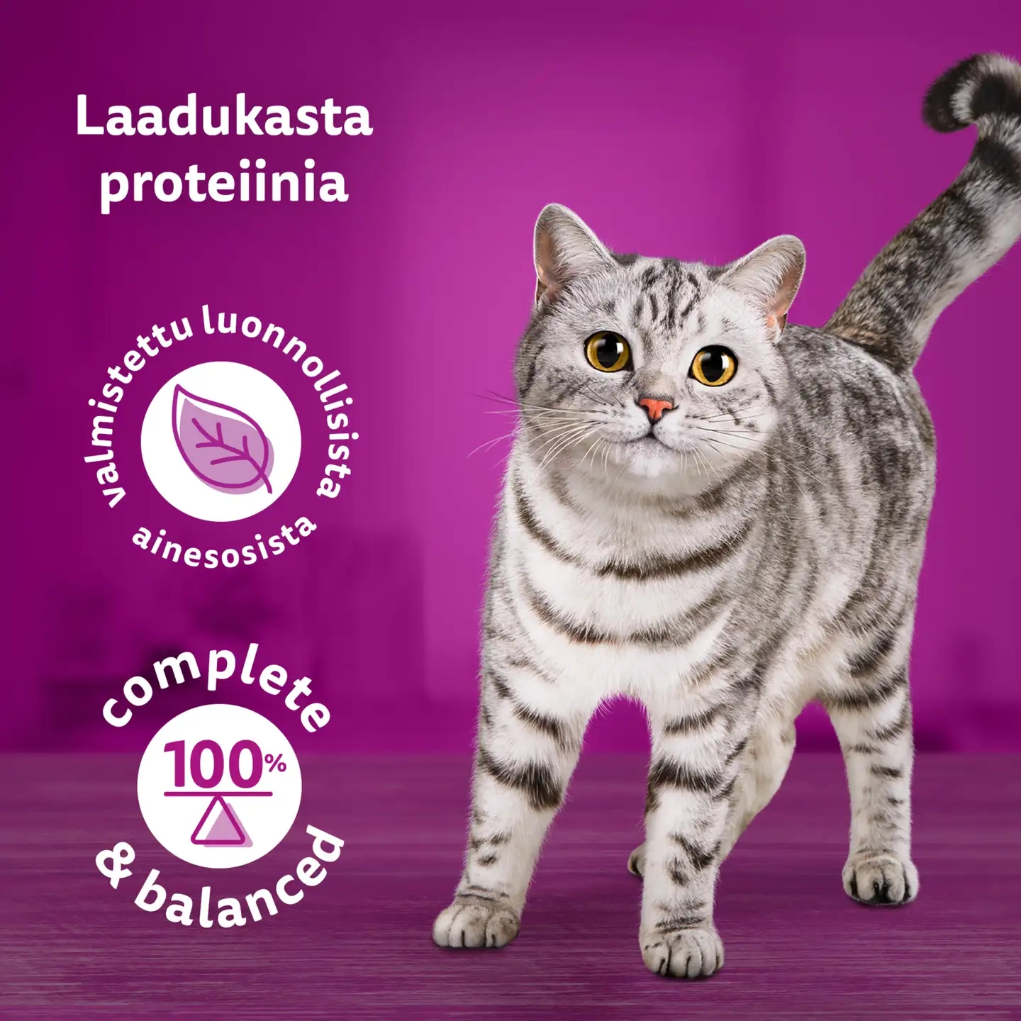 Whiskas 1+ Pure Delight valitut suikaleet hyytelössä (12 x 85 g) - 7