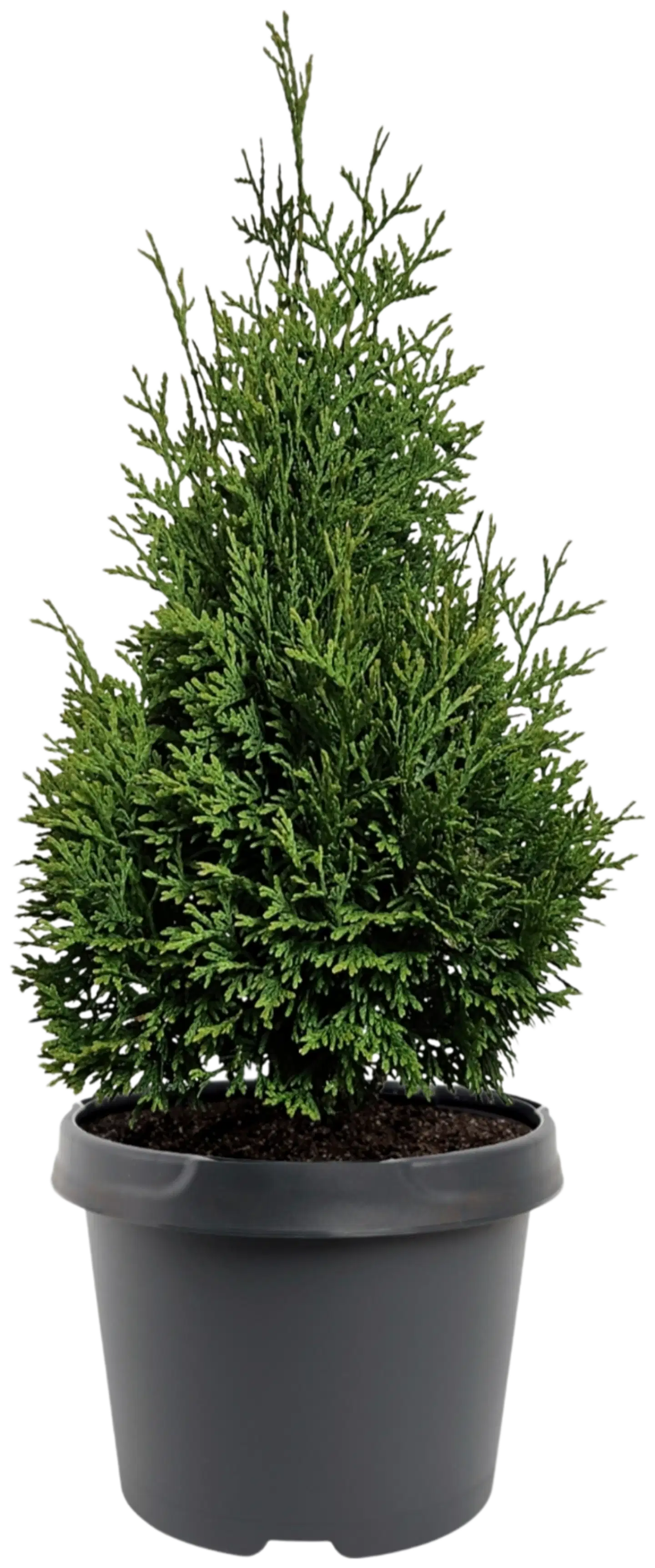 Kanadantuija 'Hurricane' 40-50 C3 I-IV