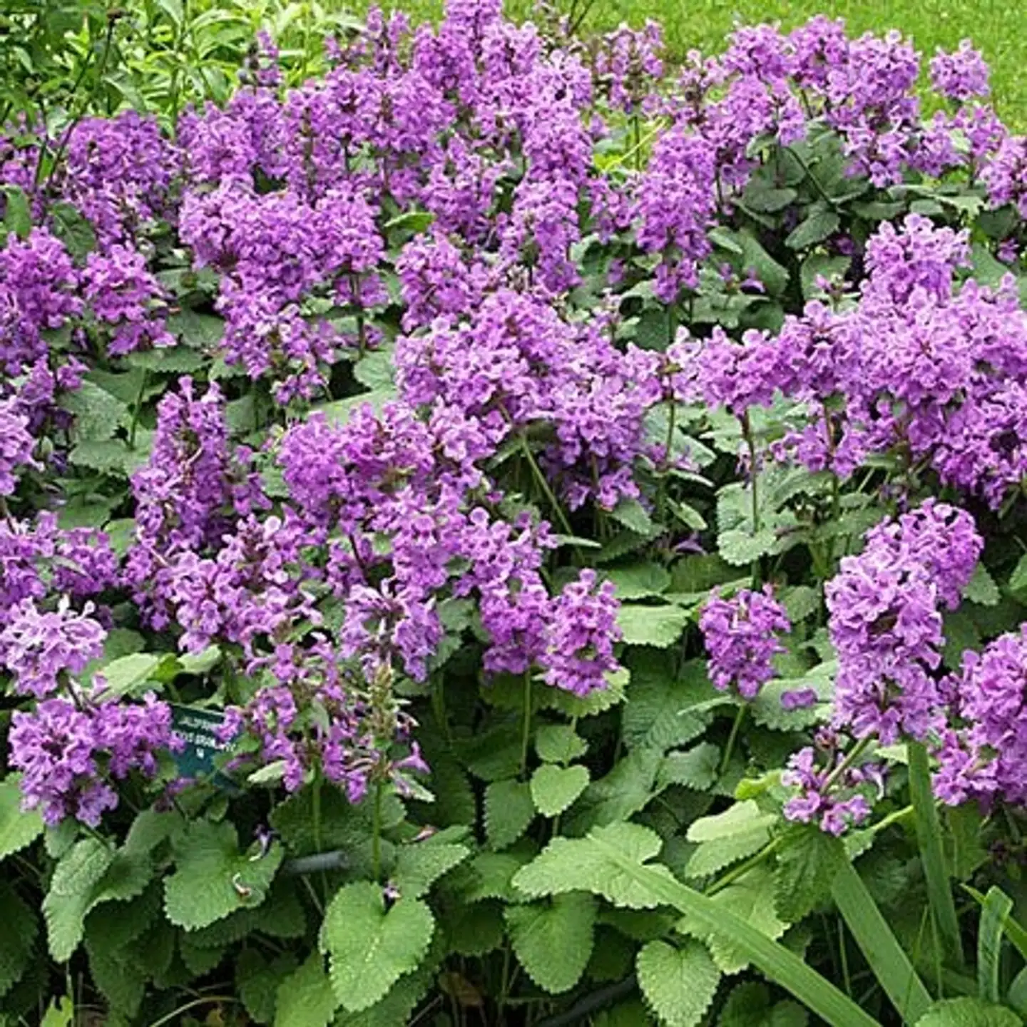 Jalopähkämö Stachys macrantha