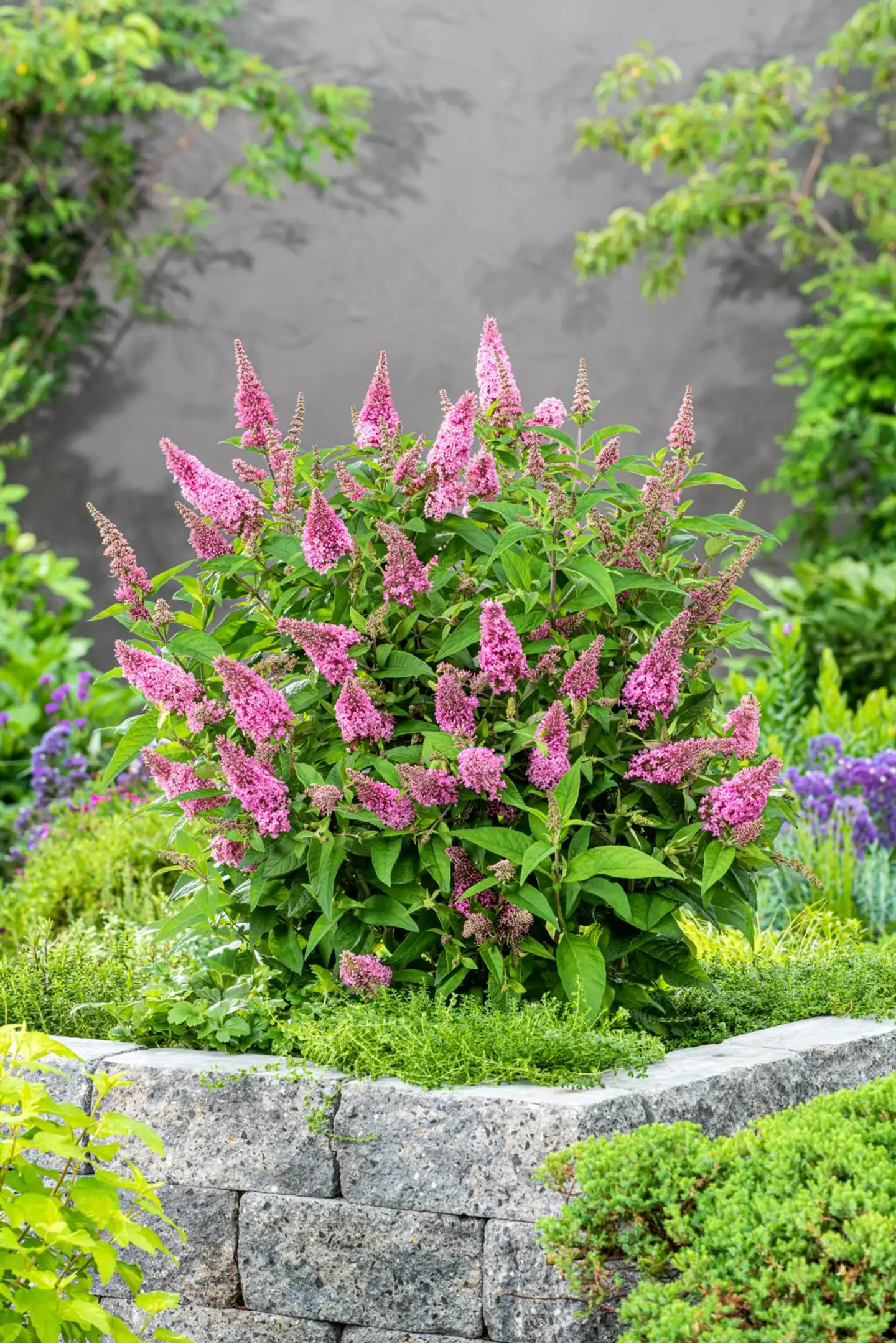 Syyssyrikka Butterfly Candy 'Little Pink' 2 l astiataimi Buddleja davidii Butterfly Candy 'Little Pink' - 2