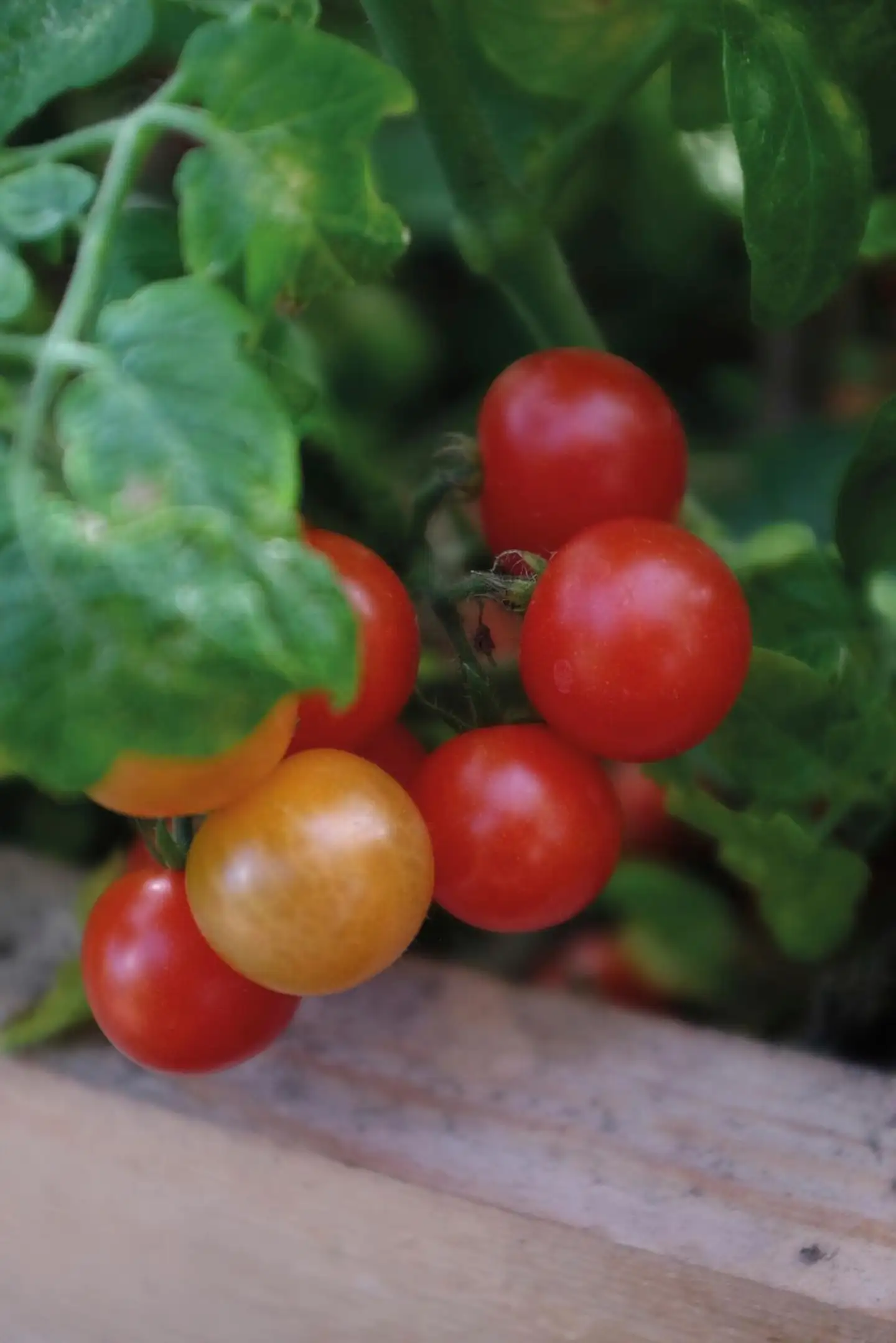 Nelson Garden tomaatti, Pensas-, Veranda Red F1 - 2