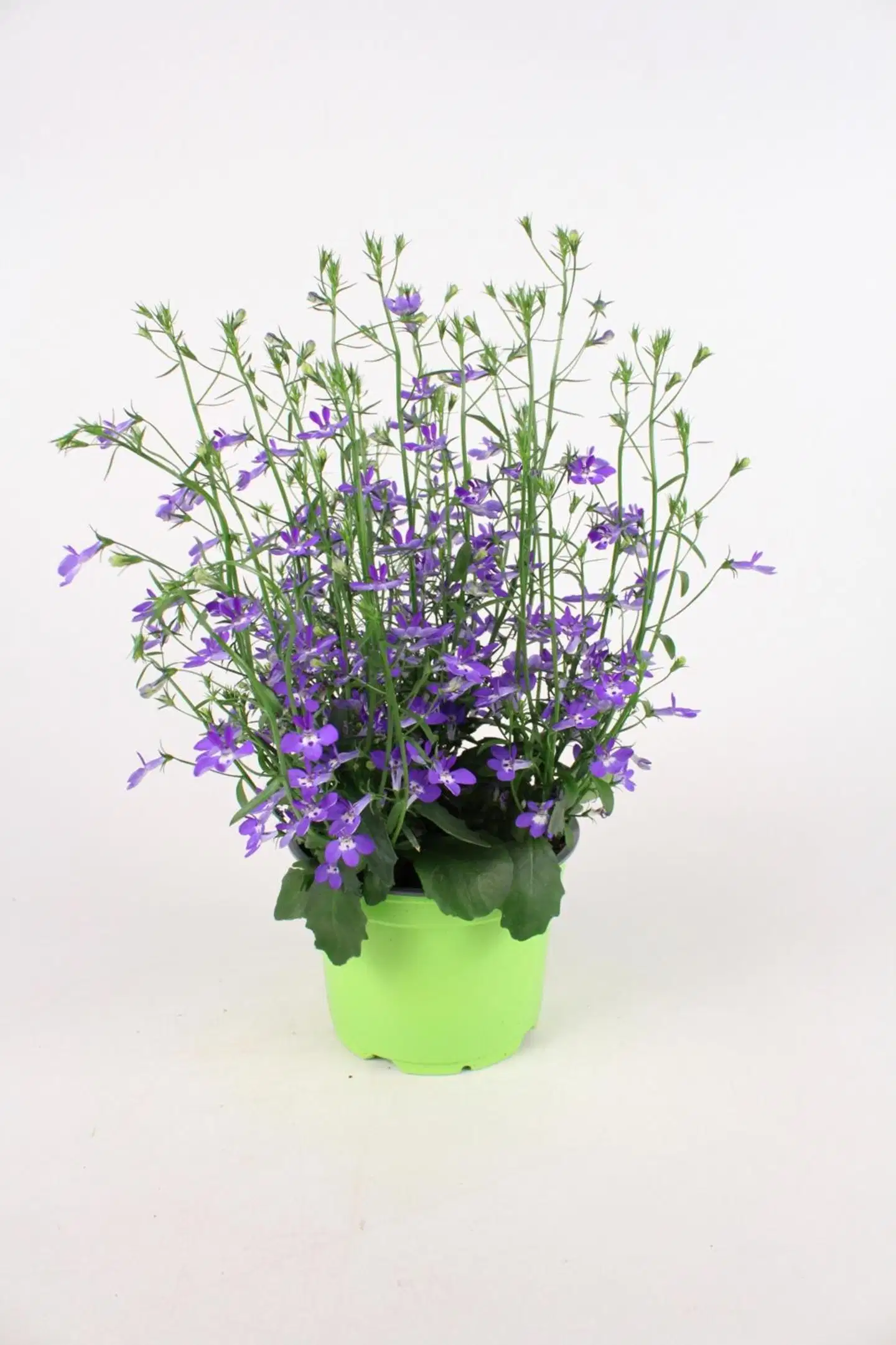 KESÄKUKKAMIX RIIPPUVA 12 CM MIX-KENNOT - 1