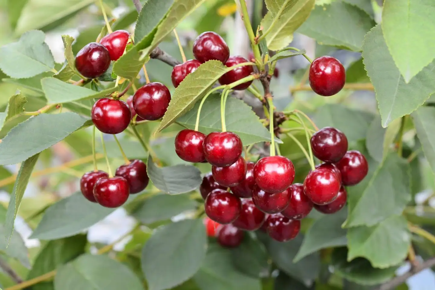 Kirsikka 'Varjomorelli', Prunus cerasus 'Varjomorelli'