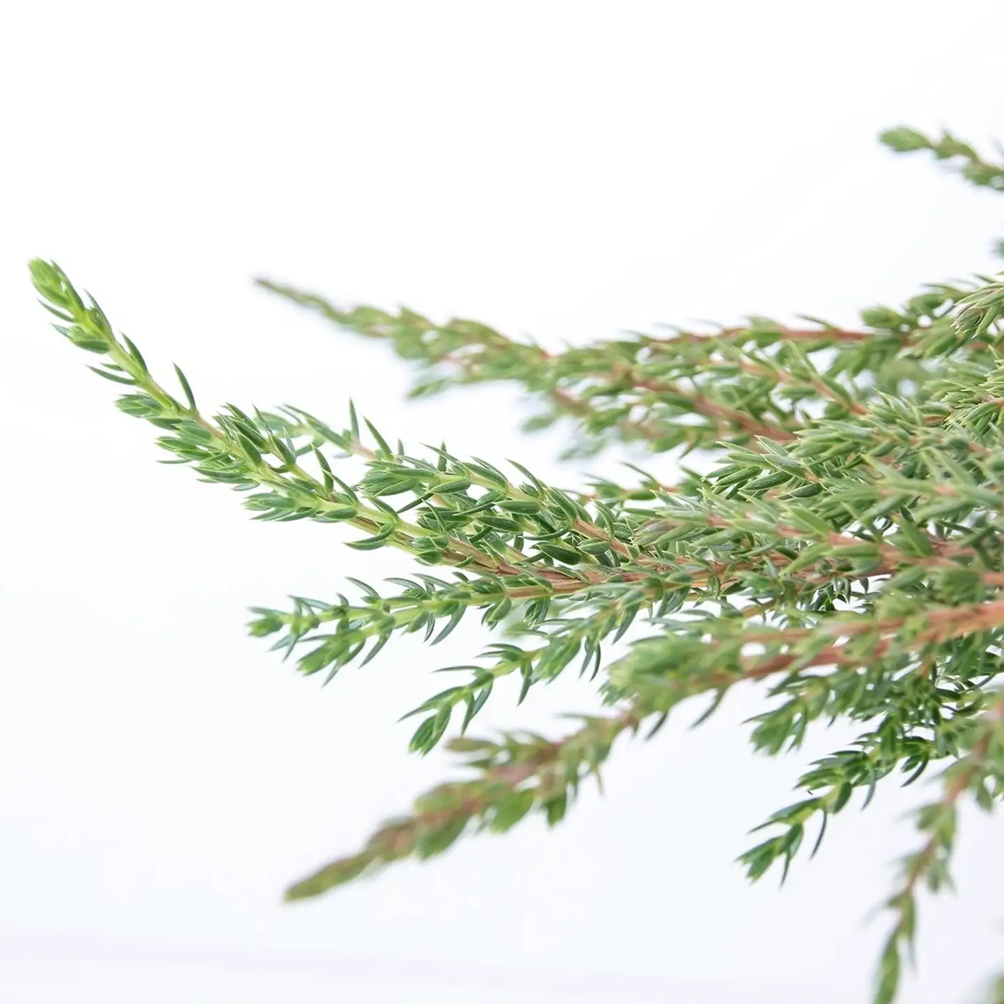 Kääpiökataja 'Green Carpet'. Taimen koko 30-40 cm. Ruukun halkaisija 23 cm. Astiataimi. - 2