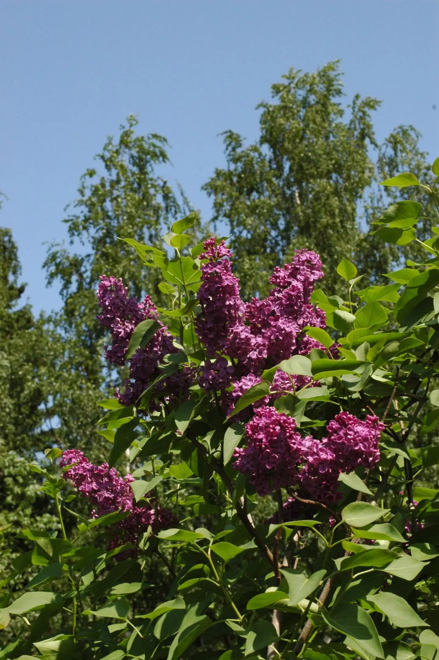 Jalosyreeni 'Andenken an Ludvig Spath' AT 3 l