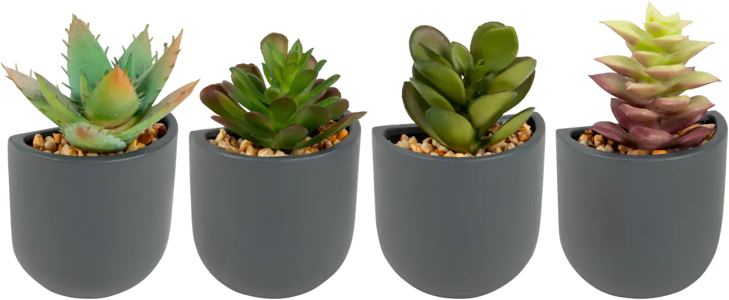 Koristemehikasvi magneettiruukussa - 1