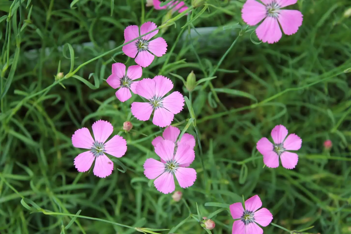 Purppuraneilikka Dianthus pavonius