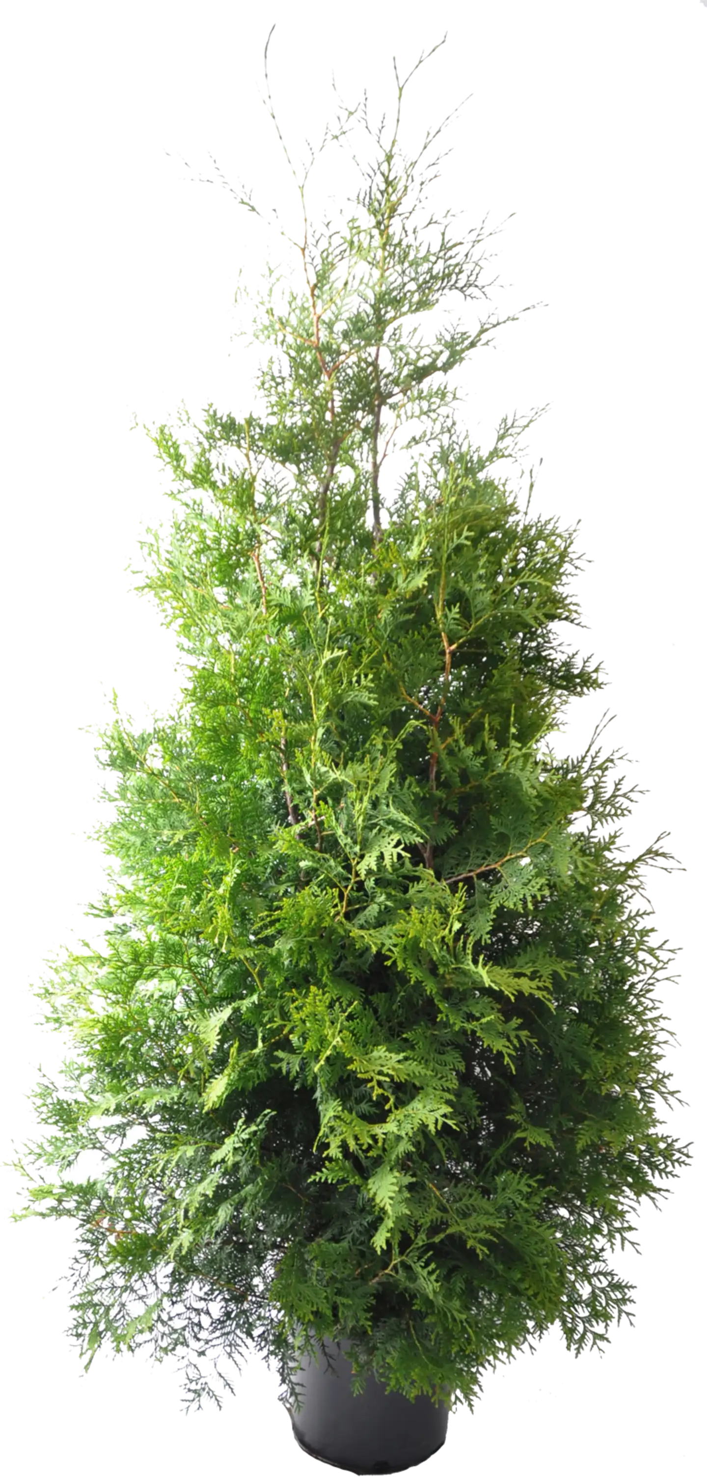 Kartiotuija 'Brabant'. Thuja occidentalis 'Brabant'. Taimen korkeus 150-175cm. 20L astiaan ruukutettu ja juurrutettu taimi.