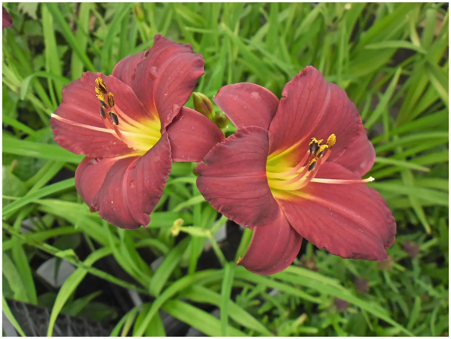 Tarhapäivänlilja 'Little Gipsy Ruby' Hemerocallis