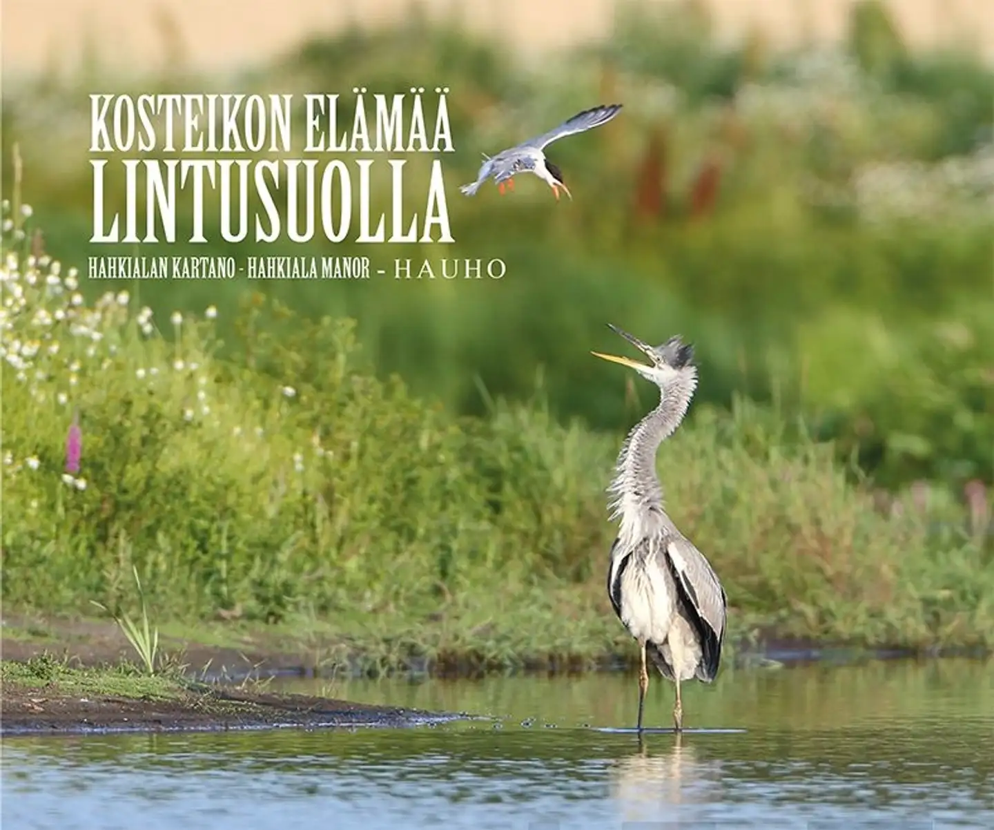 Pekkanen, Kosteikon elämää lintusuolla - Hahkialan kartano - Hahkiala Manor - Hauho