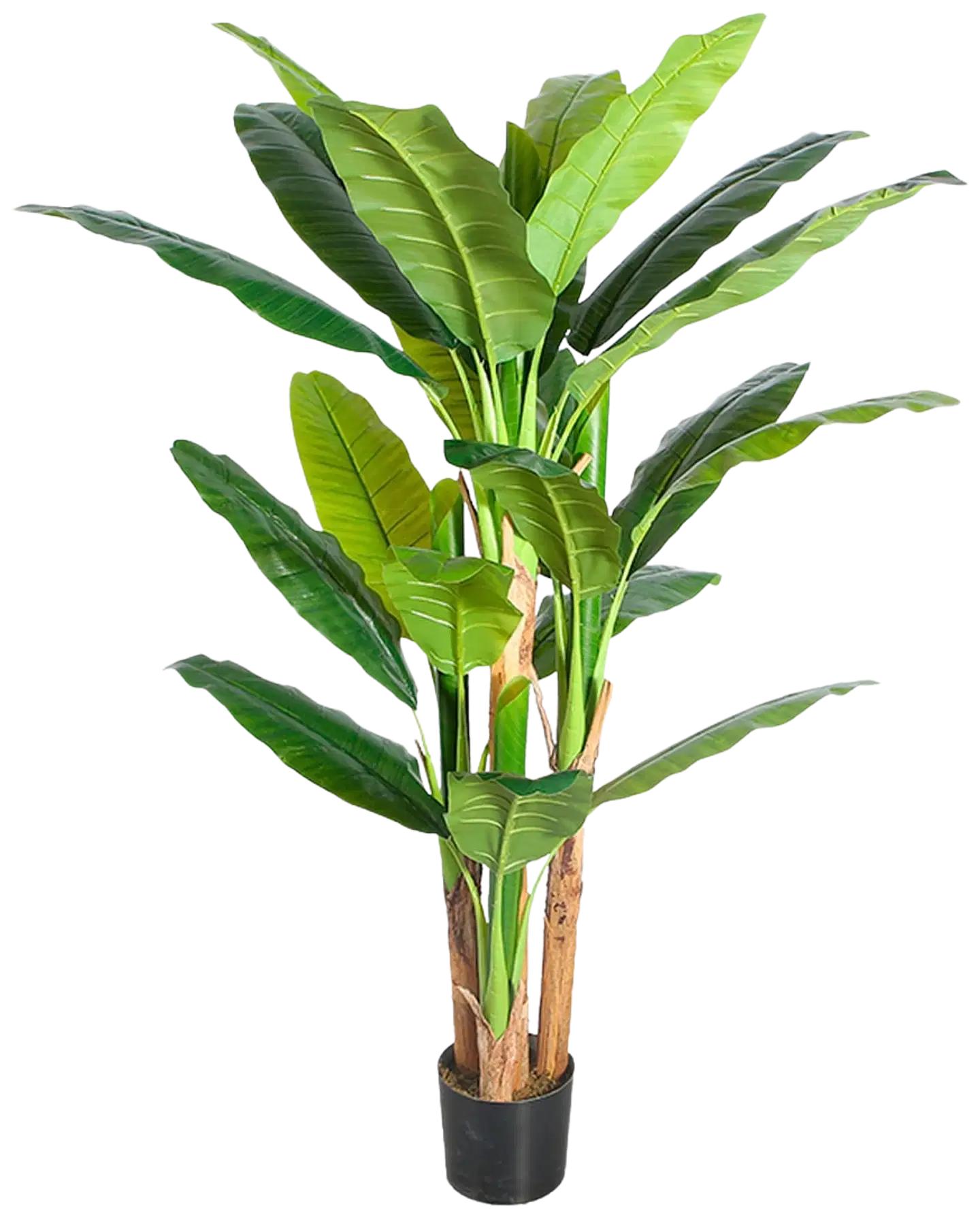Lykke tekokasvi banana tree 170cm - 1