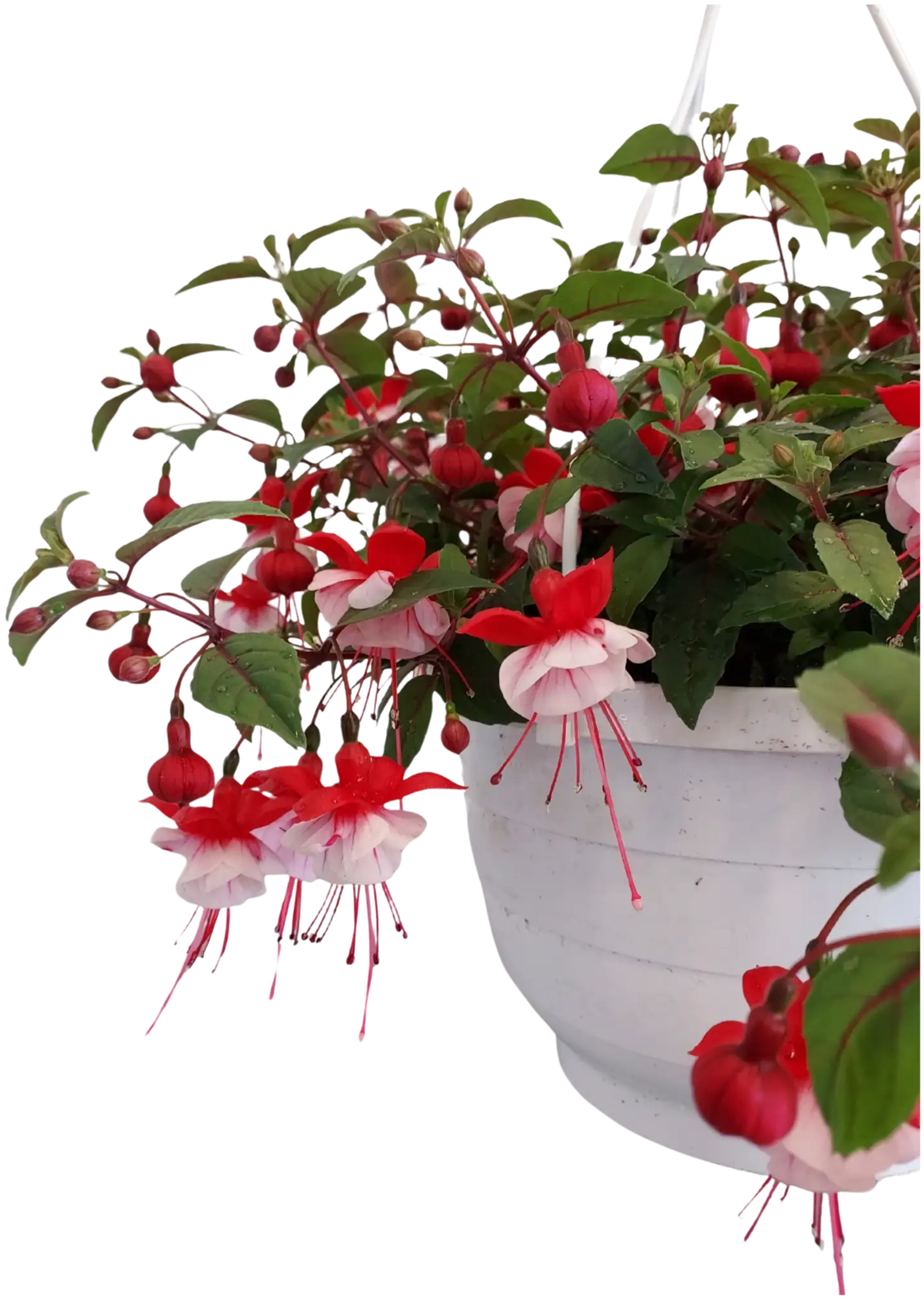 Heimosen Puutarha Verenpisara-amppeli 23cm - 2