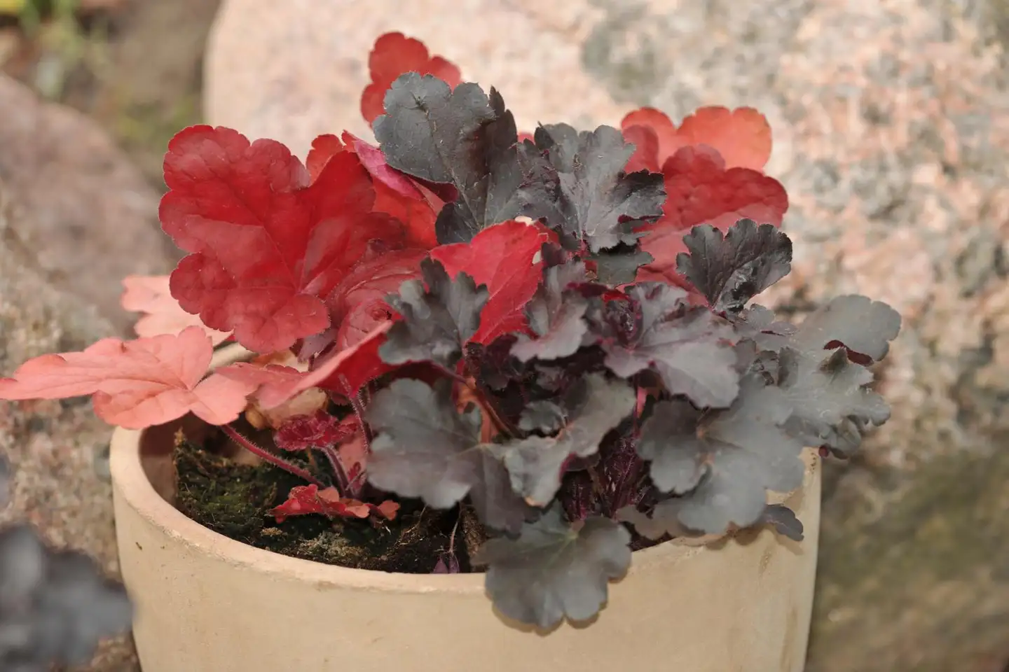 Keijunkukka 12 cm ruukku