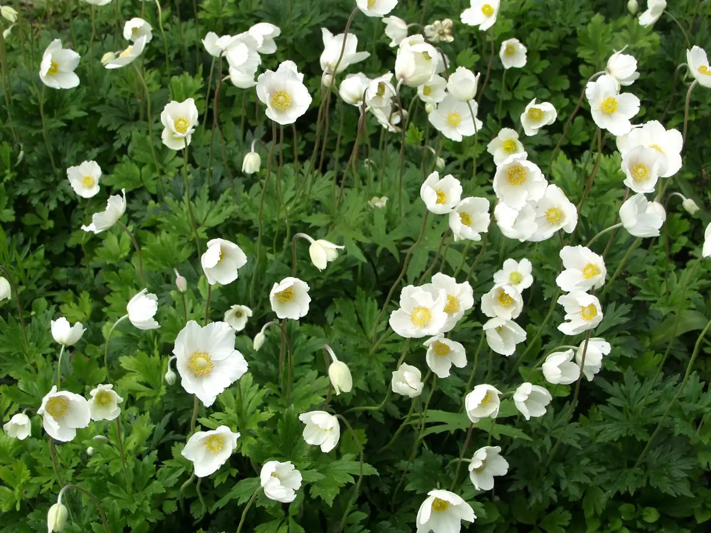 Arovuokko Anemone sylvestris