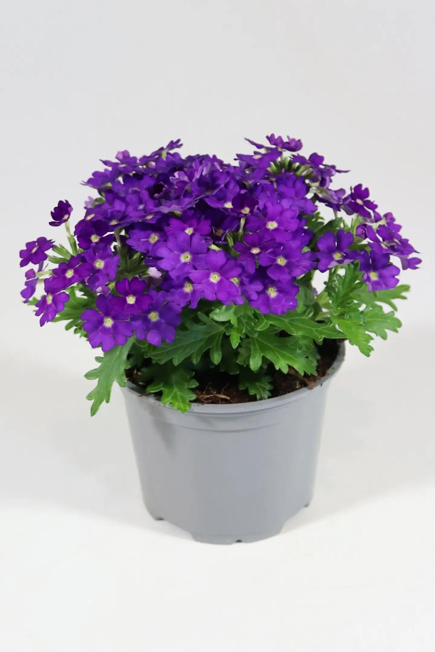 Verbena eli rautayrtti 12 cm ruukussa - 2