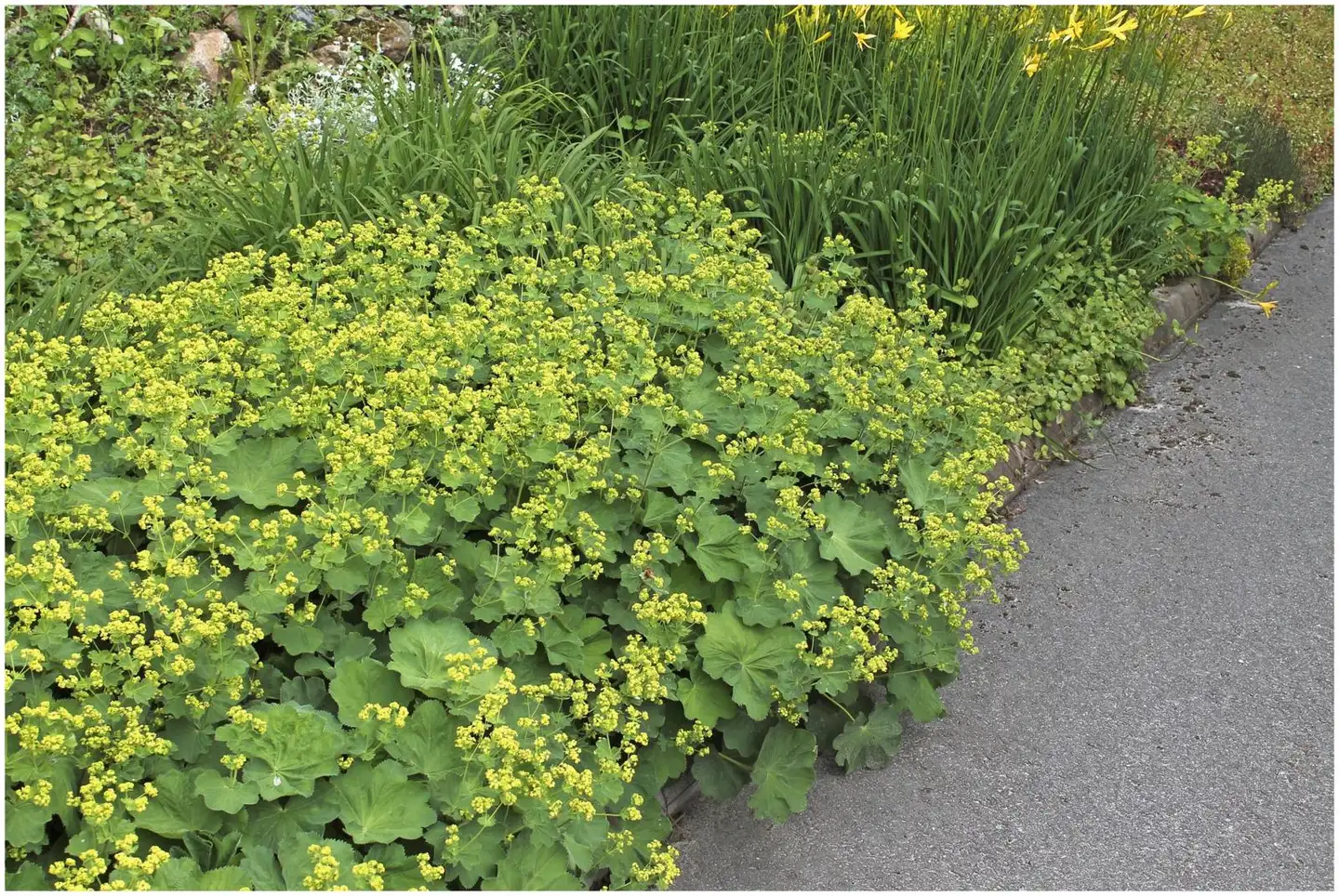 Jättipoimulehti Alchemilla mollis