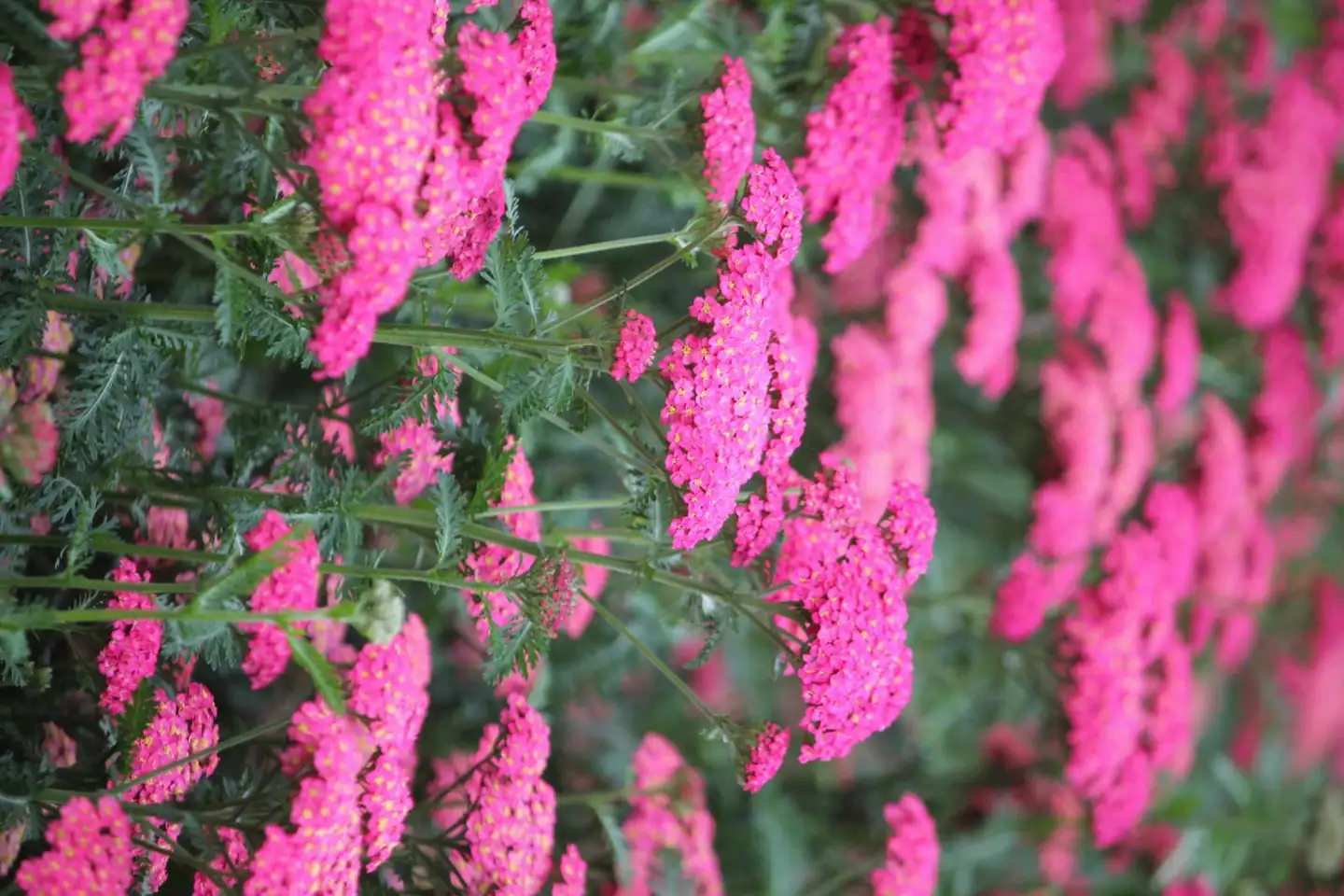 Tarhakärsämö 'Summer Sassy Taffy' Achillea 'Summer Sassy Taffy'