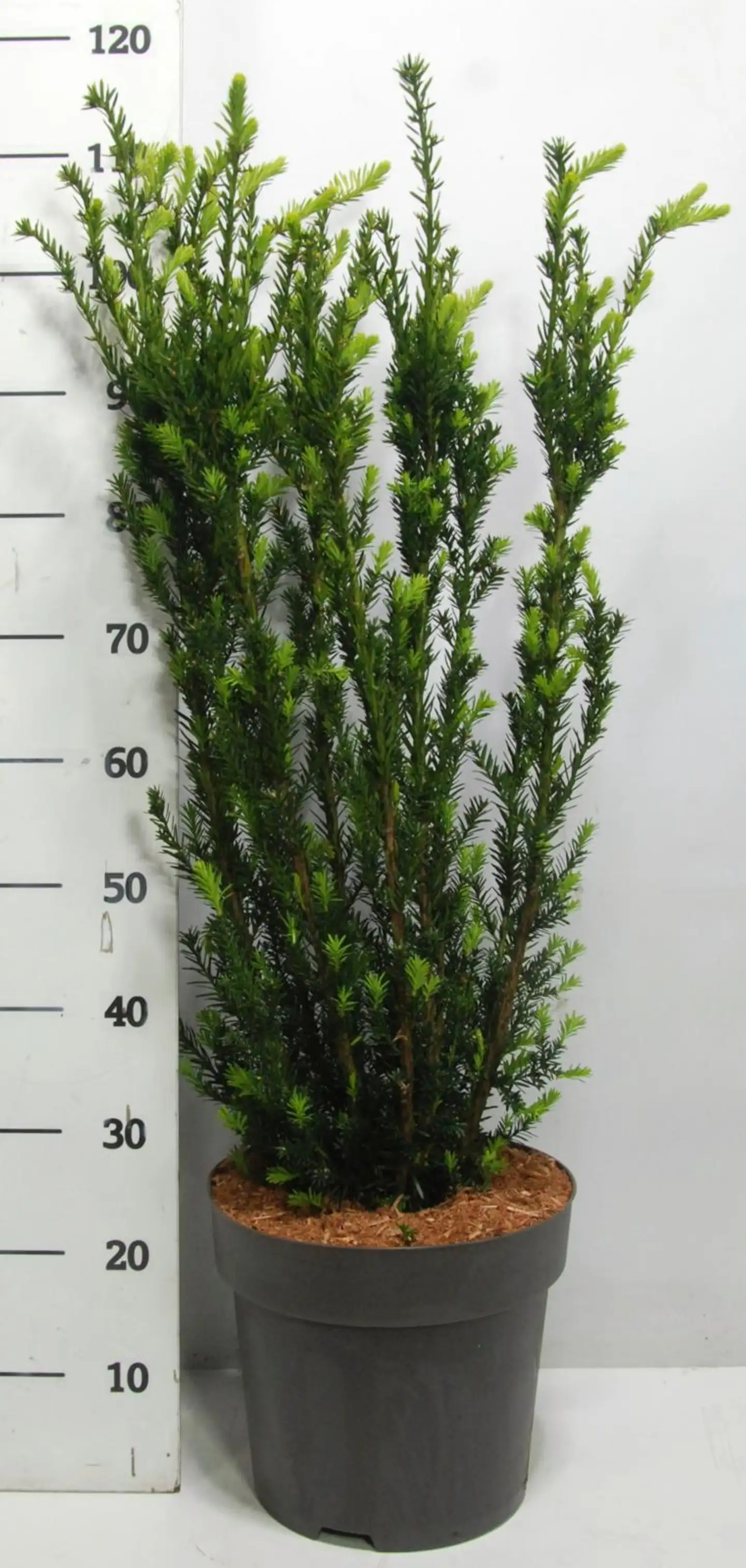 Kartiomarjakuusi 'Hillii' 80+ cm astiataimi 12 l ruukku Taxus media 'Hillii'