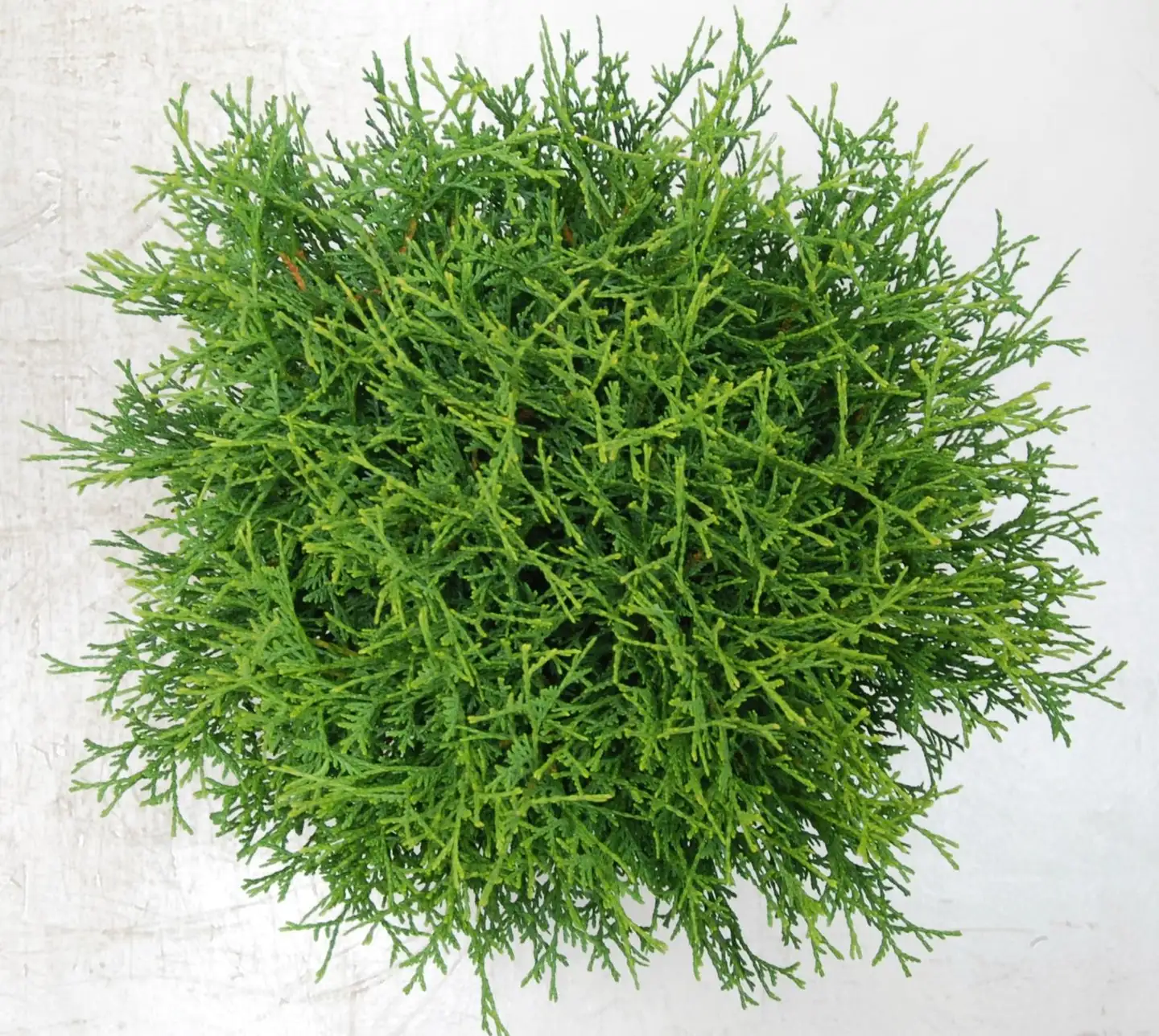Pallotuija 'Tiny Tim'. Halkaisija 30-35cm. Ruukku 23cm. Astiataimi. Thuja occidentalis 'Tiny Tim' - 2