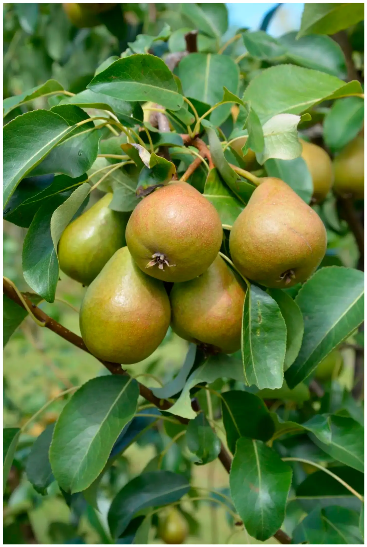 Päärynä ‘Pepi’ I lk 7,5 l astiataimi Pyrus communis ‘Pepi’