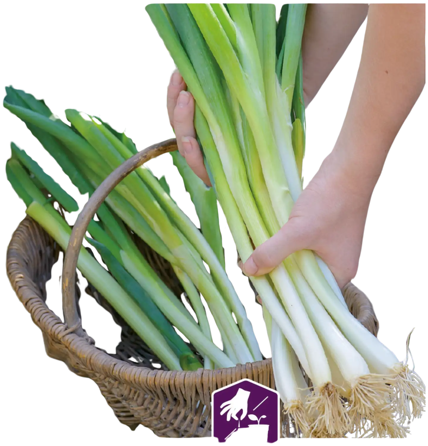 Nelson Garden Sipuli Pilli LongWh. Kylvönauha