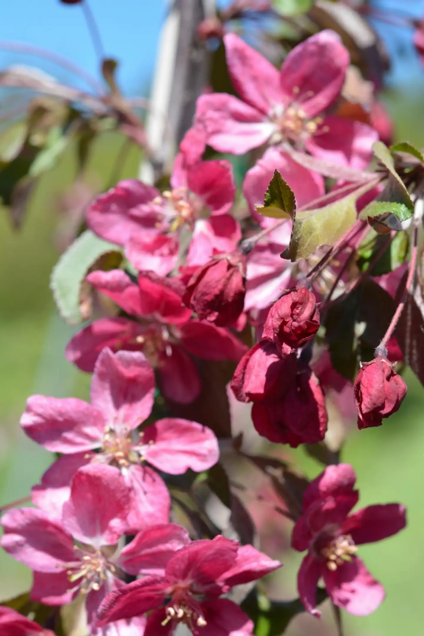 Riippaomenapuu Ruby Tears 120-150 cm astiataimi Malus 'Bailears' Ruby Tears