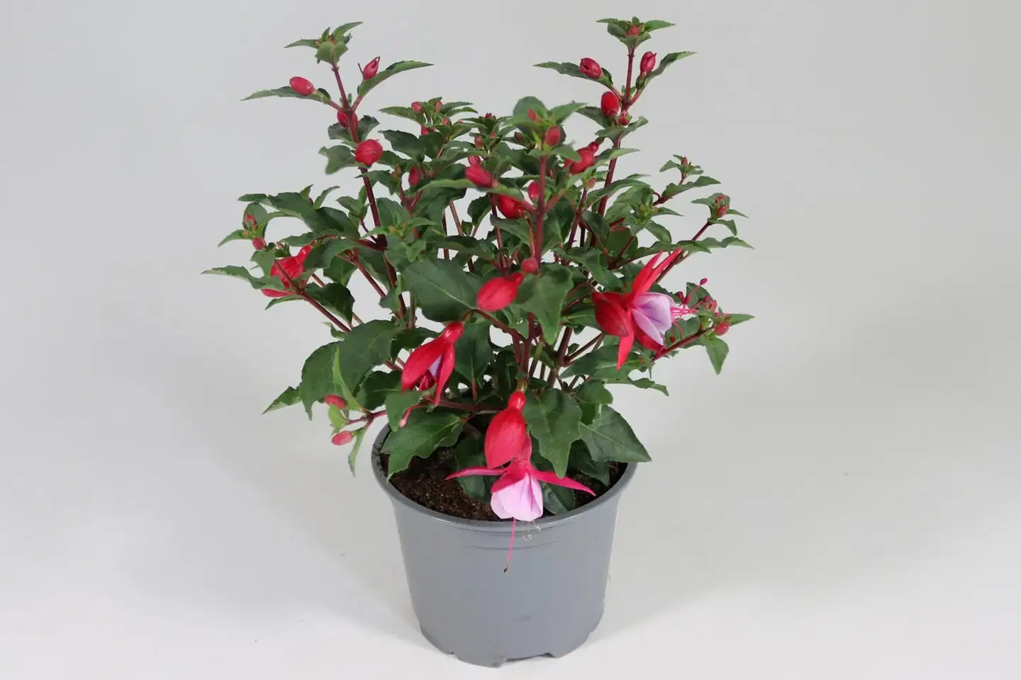 Verenpisara 12 cm ruukussa - 3