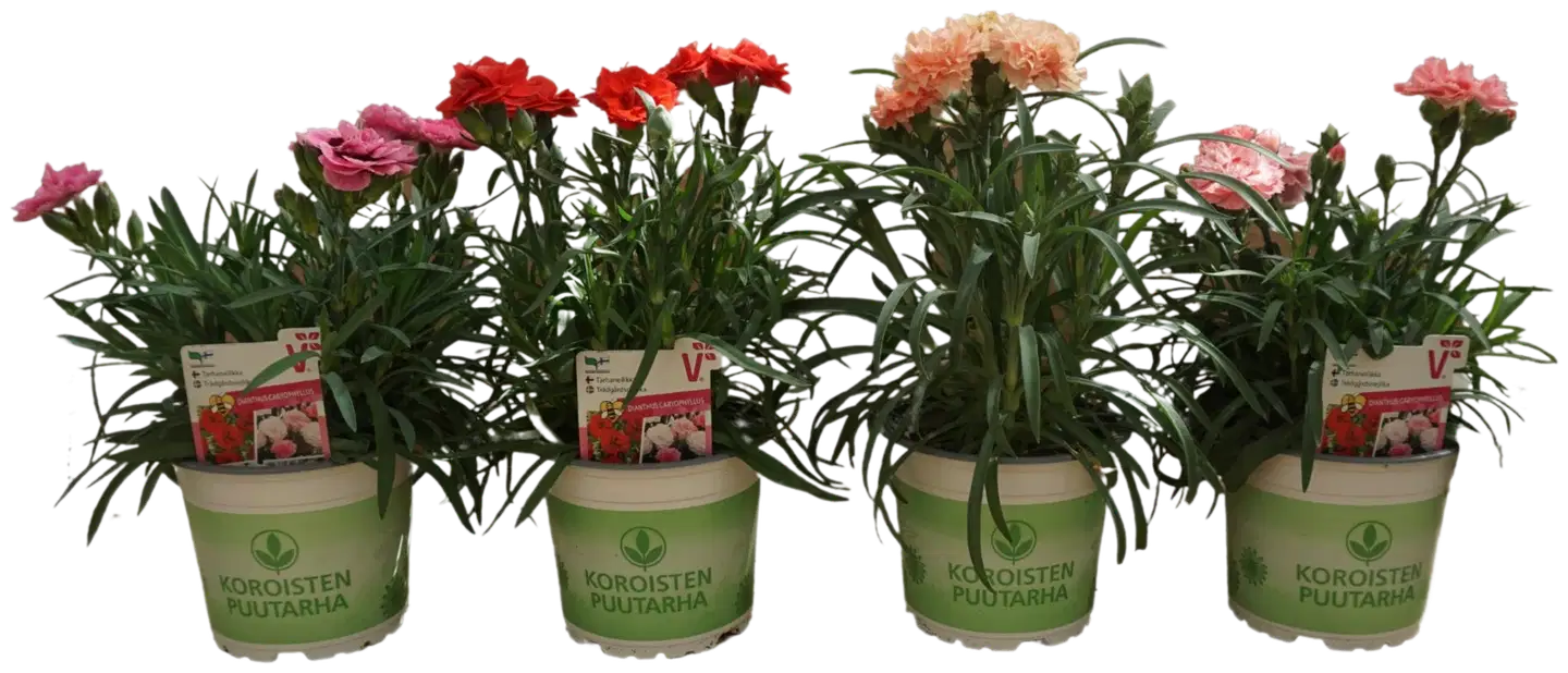 Tarhaneilikka 'Sweet Pleasure' 12 cm ruukussa