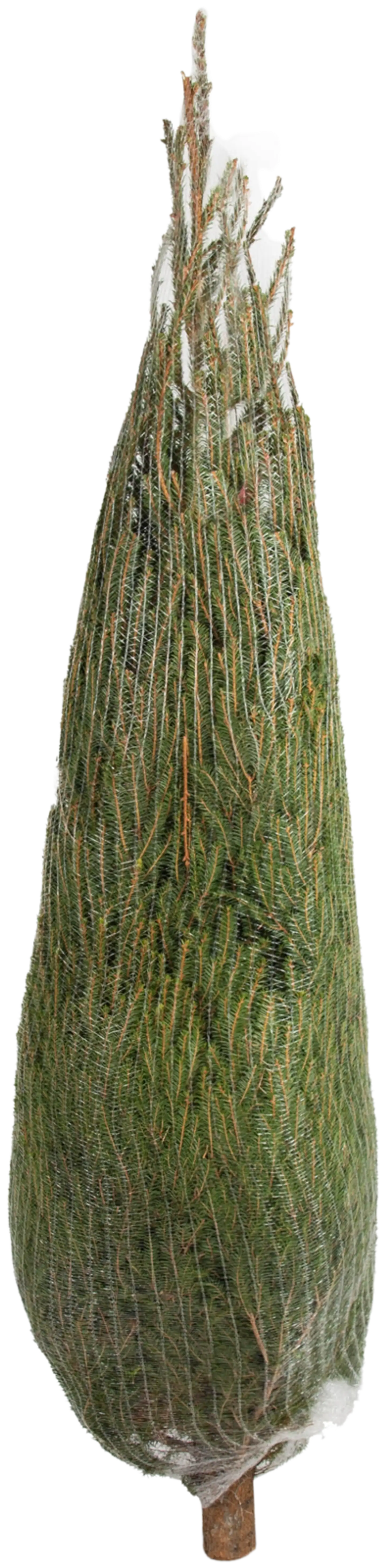 Joulukuusi, suomalainen metsäkuusi Picea abies, koko 2,3-2,5 m - 2