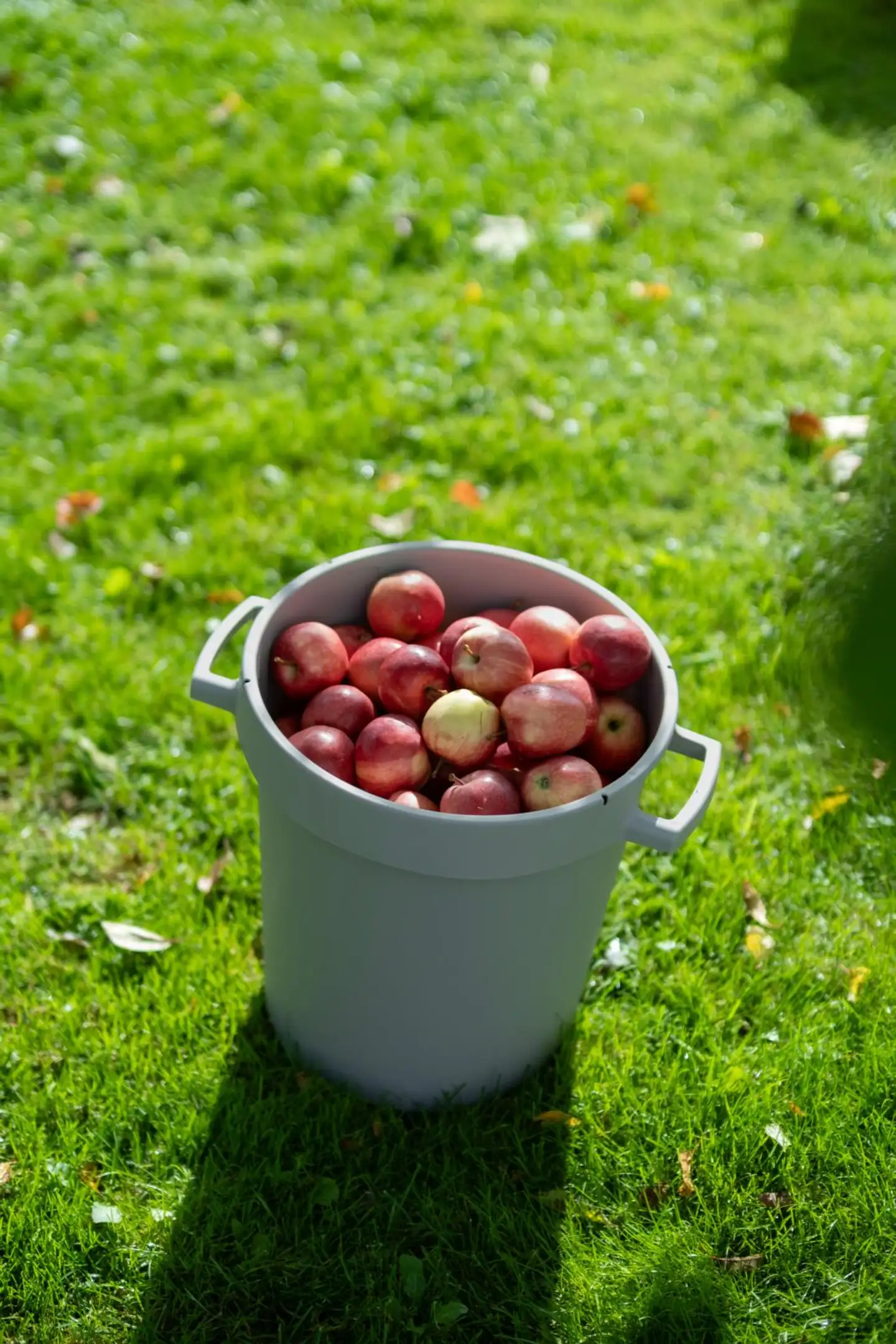 Orthex saavi 30 L - 8