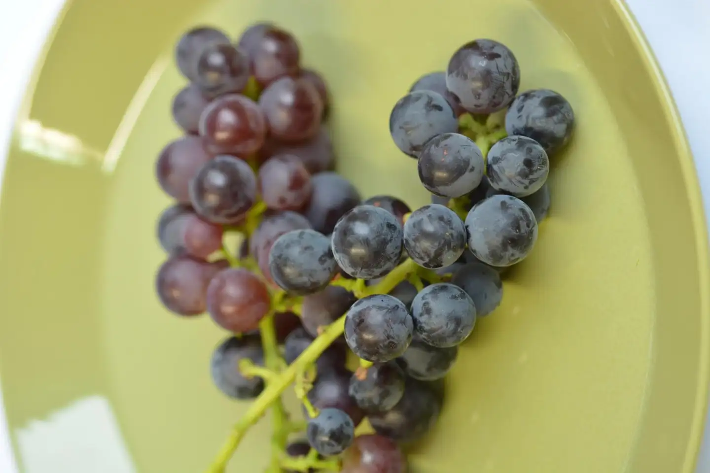 Viiniköynnös 'Mars Seedless' 2 l astiataimi