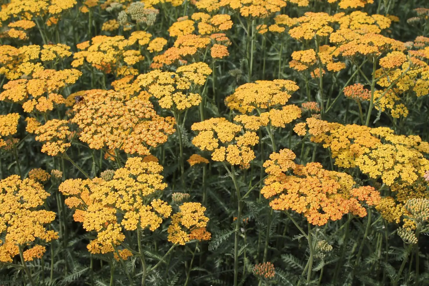 Tarhakärsämö 'Terracotta' Achillea