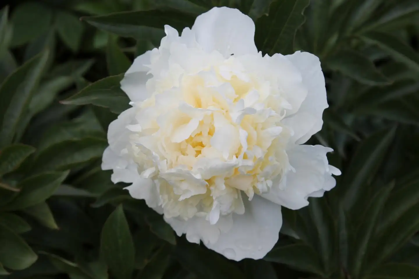 Kiinanpioni 'Duchesse de Nemours' Paeonia lactiflora - 1