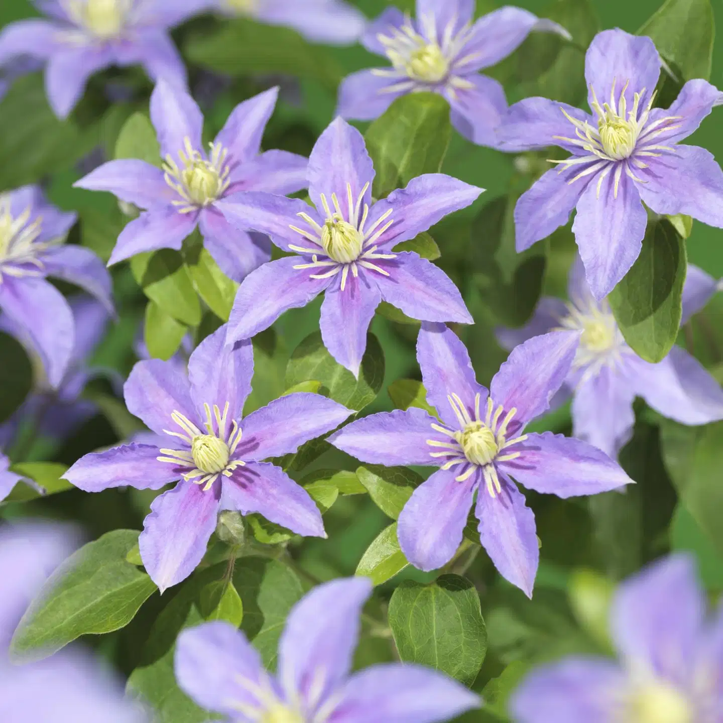 Tarhaviinikärhö Clematis Justa