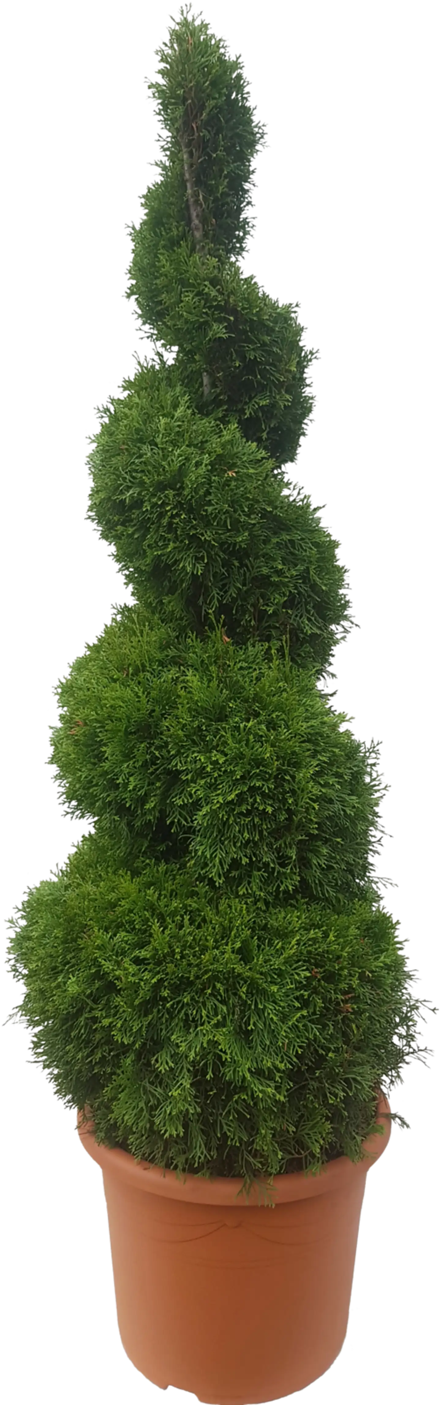 Timanttituija spiraali 160-180 cm ruukutettu 24 l ruukkuun Thuja occidentalis 'Smaragd'