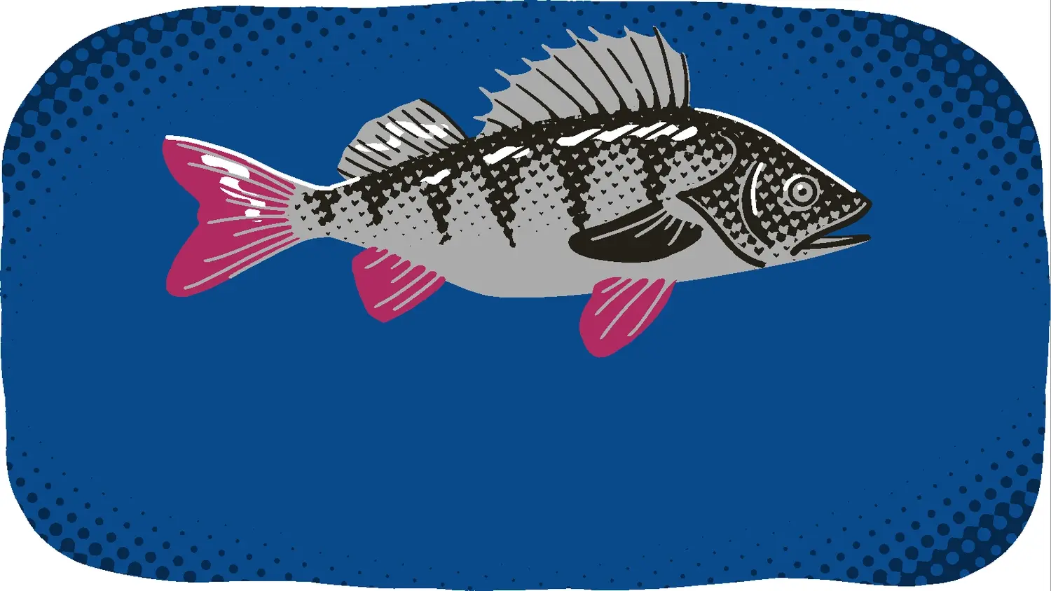 Piirroskuvituksessa kokonainen kala, josta tehdään kolme ruokaa