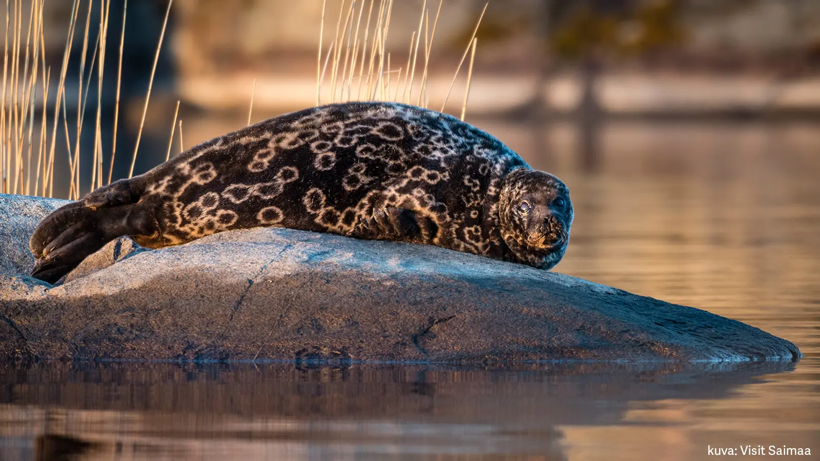 Norppa makaa Saimaan kallioilla kesäpäivänä.