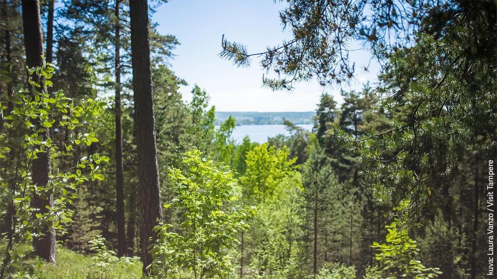 Pyynikin kesäisen vehreät metsämaisemat.