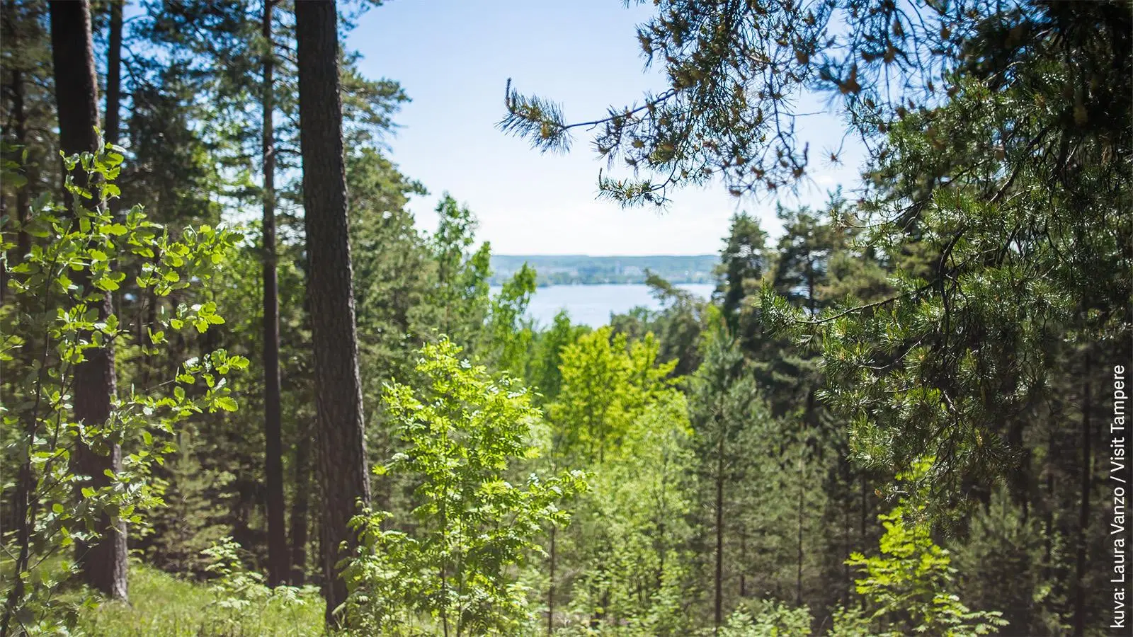 Pyynikin kesäisen vehreät metsämaisemat.