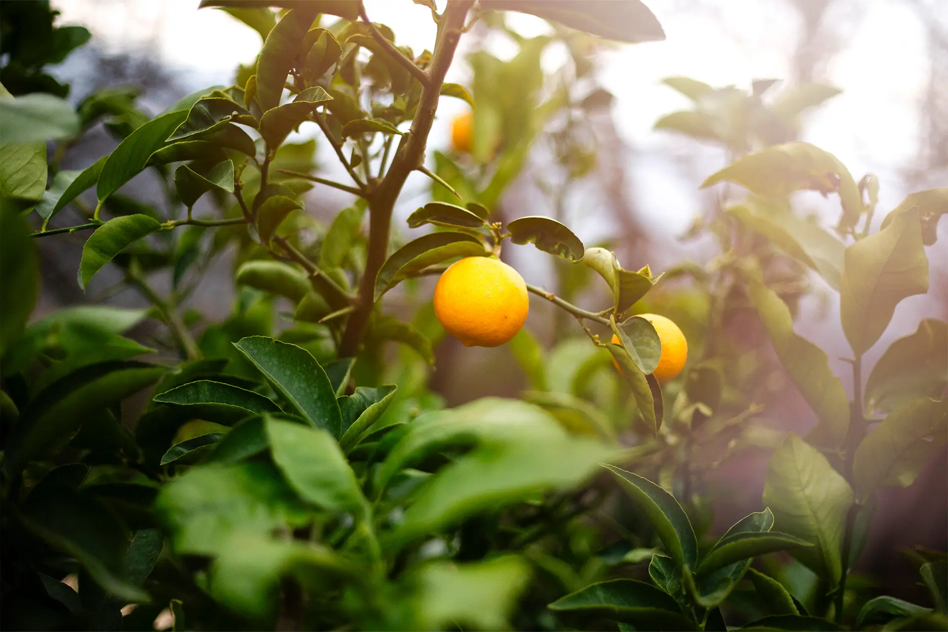 Sitrushedelmiä puussa.