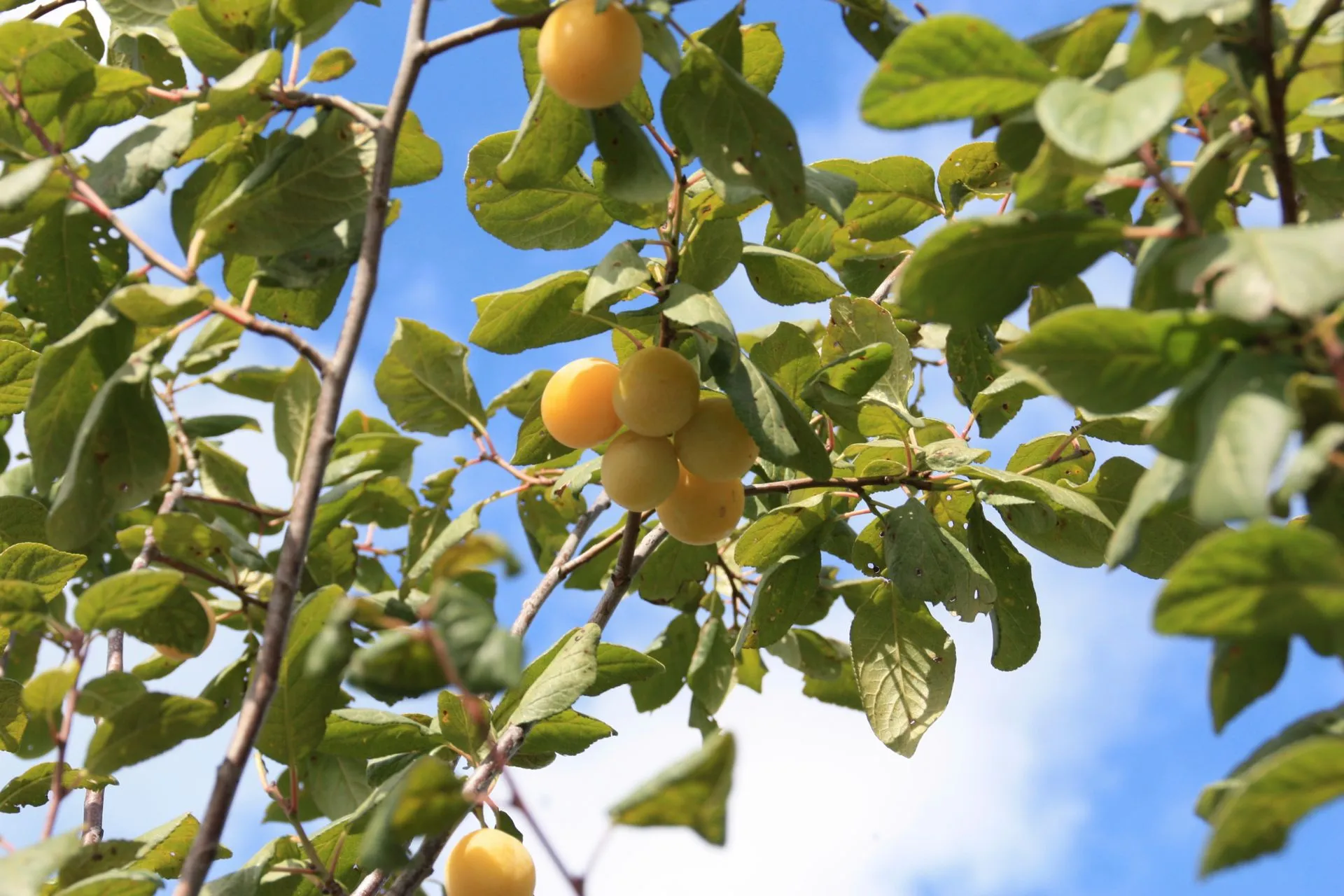 Luumu 'Siivosen keltaluumu', Prunus domestica 'Siivosen keltaluumu'