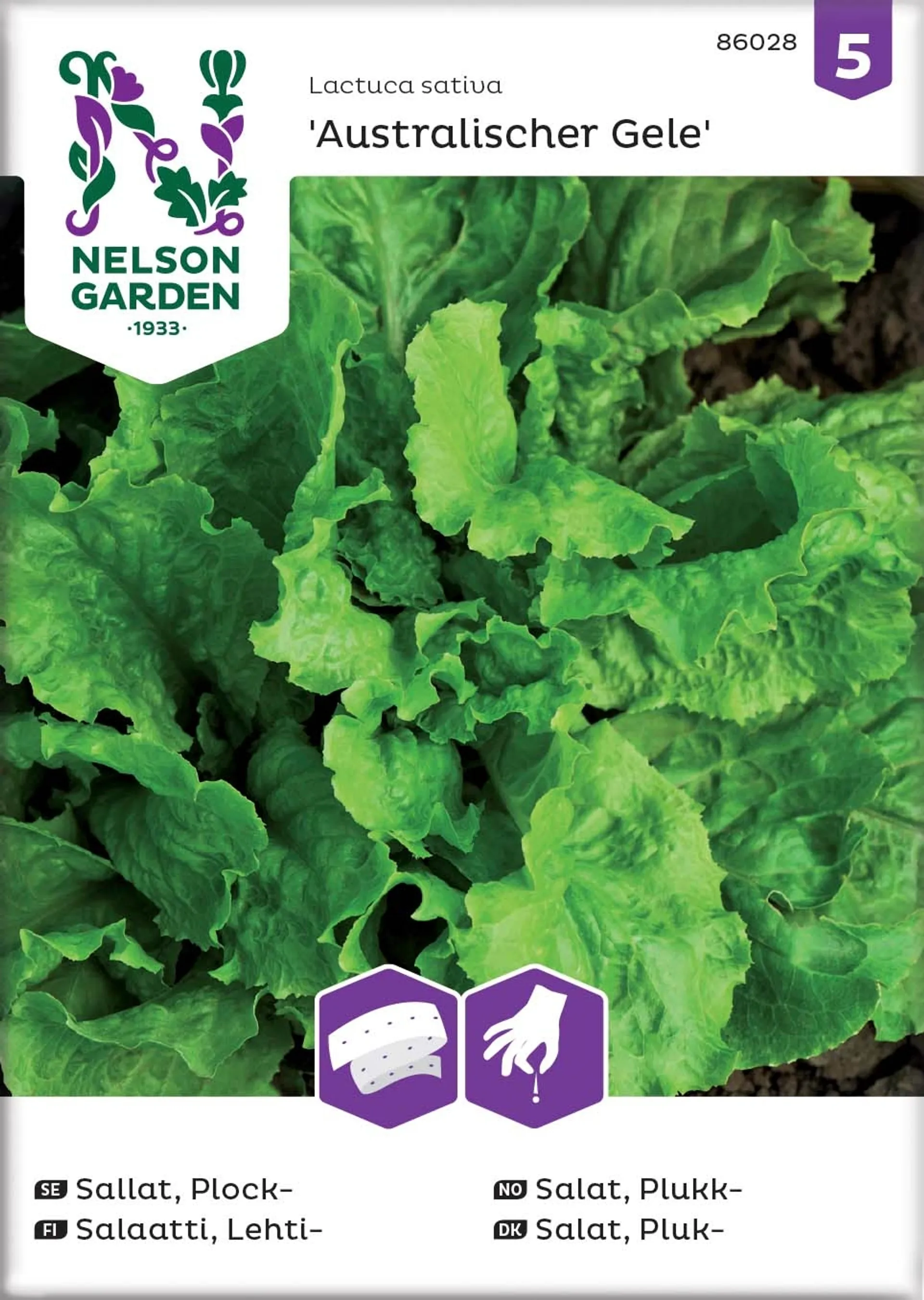 Nelson Garden Siemen Salaatti, Lehti-,Australialainen,Kylvöna