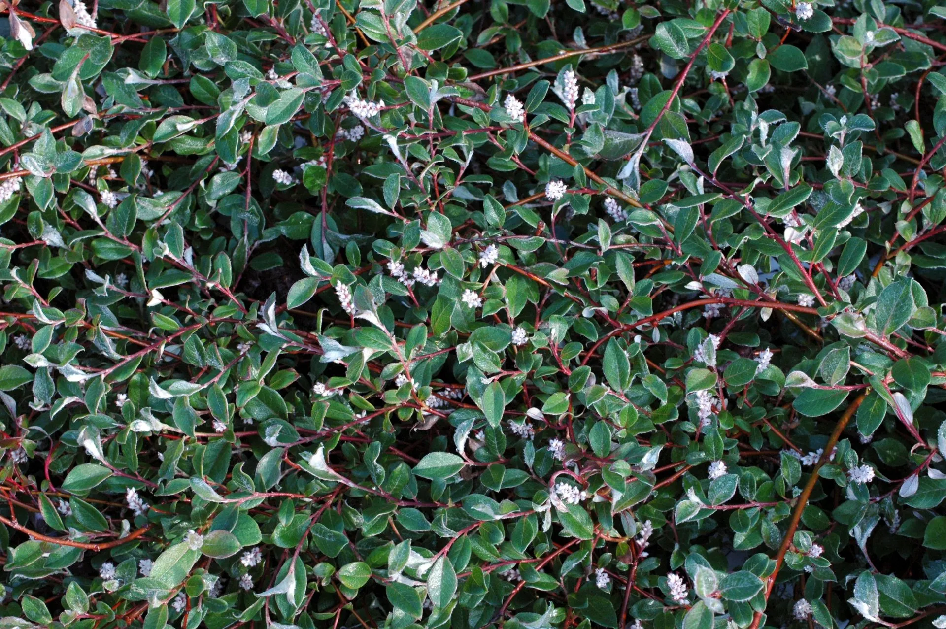 Paljakkapaju 'Haltia' FinE 3 l astiataimi Salix glauca var. callicarpaea 'Haltia'