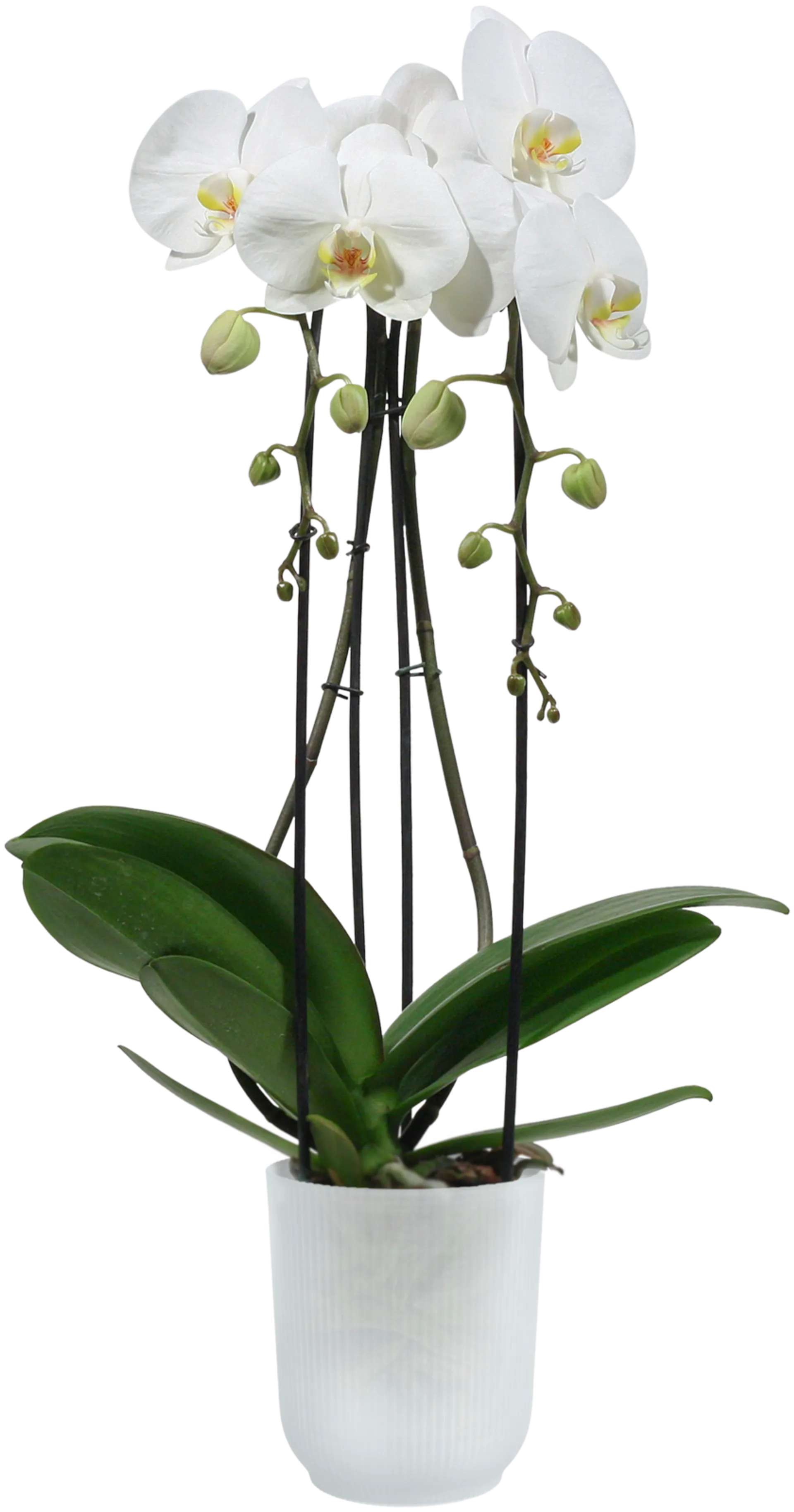 elho orkidearuukku Vibes 12,5cm kirkas - 4