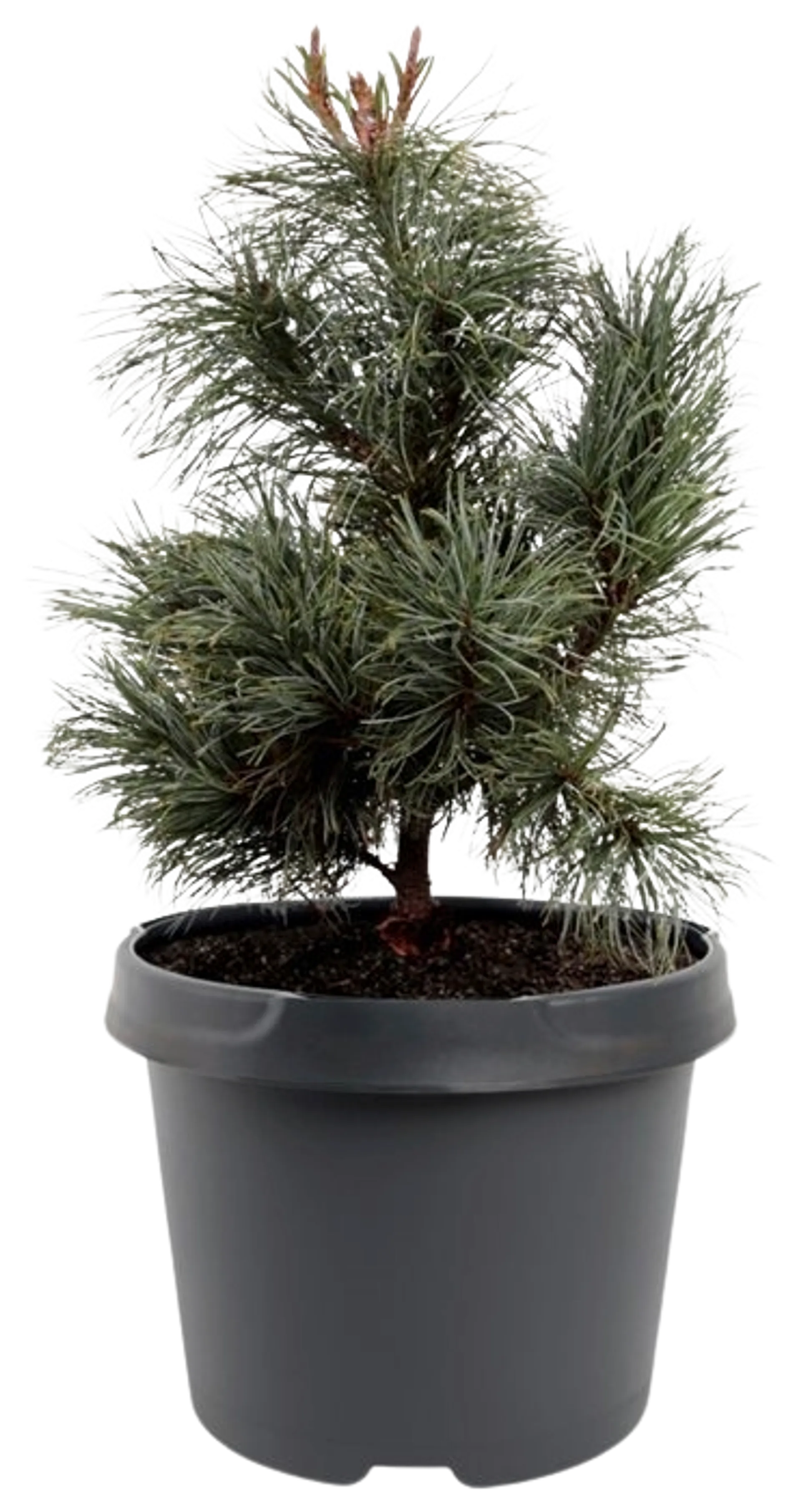 Pensassembra 'Glauca' 20-25 cm astiataimi 3 l ruukku Pinus pumila 'Glauca'