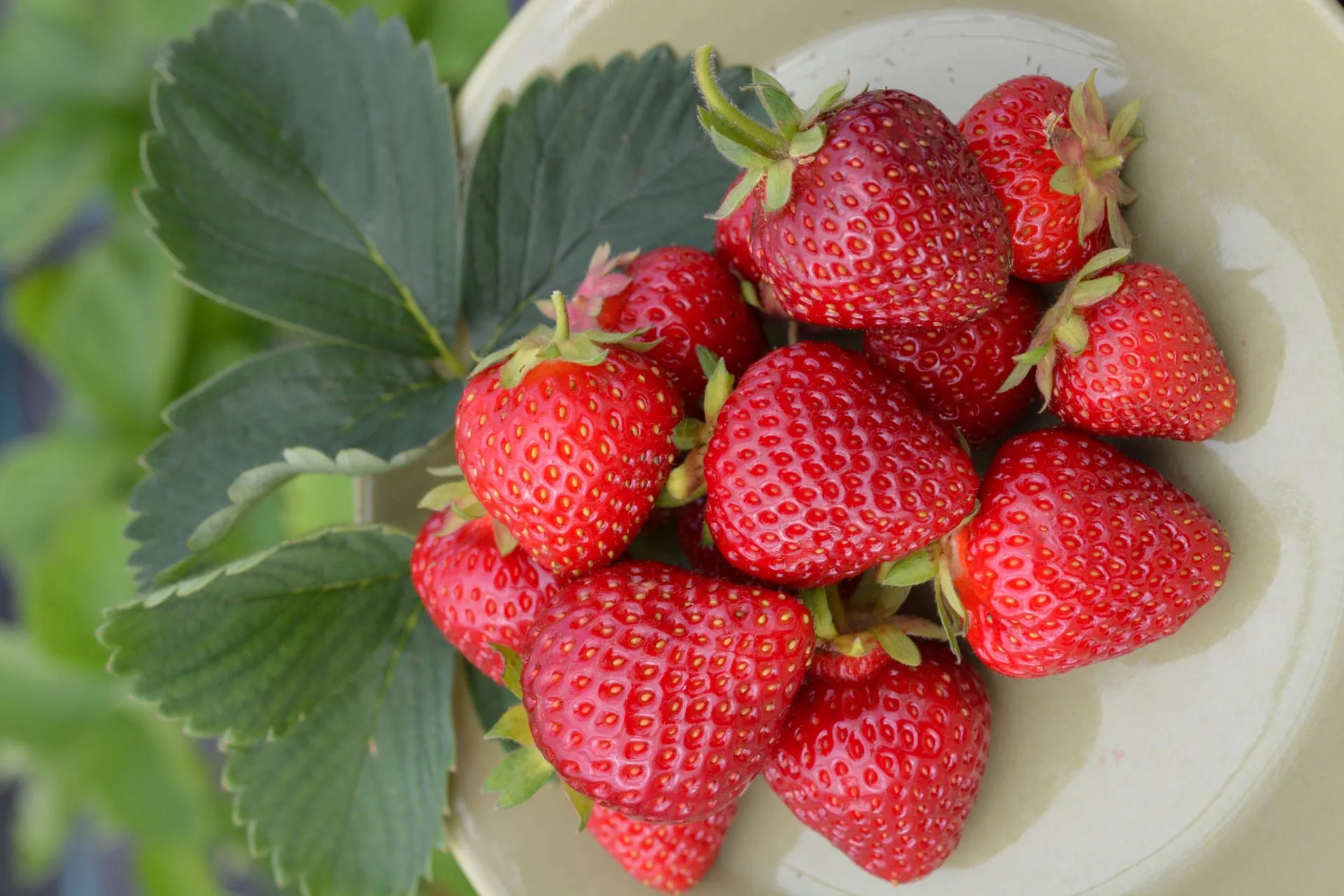 Mansikka 'Malwina1 10-pack, 10 taimen pakkaus, Fragaria x ananassa 'Malwina'