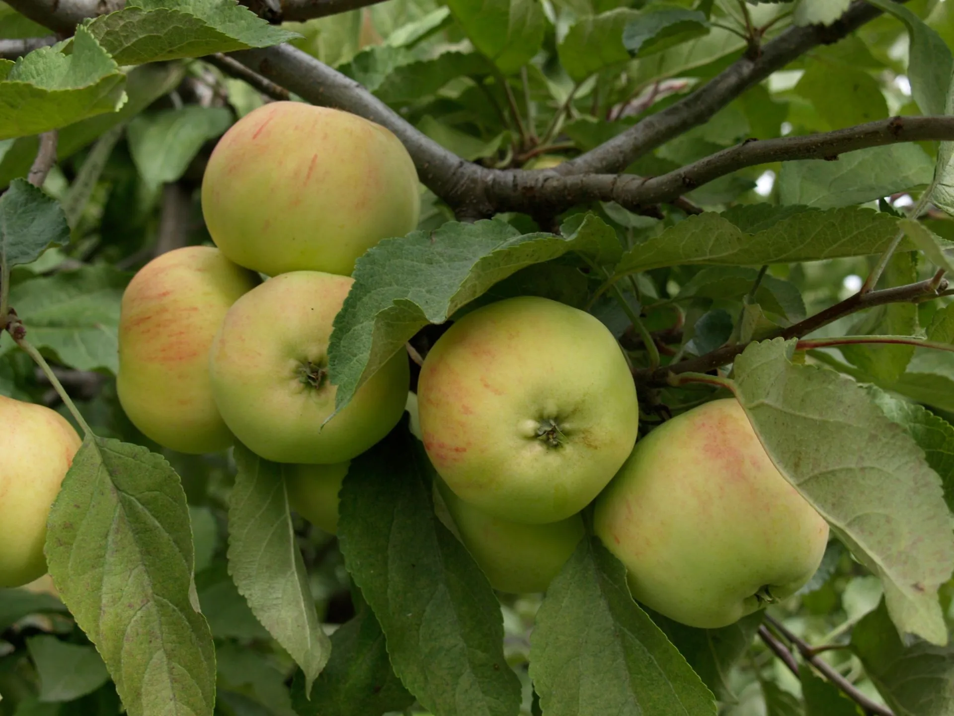 Omenapuu 'Keltakaneli' astiataimi 7,5l ruukussa