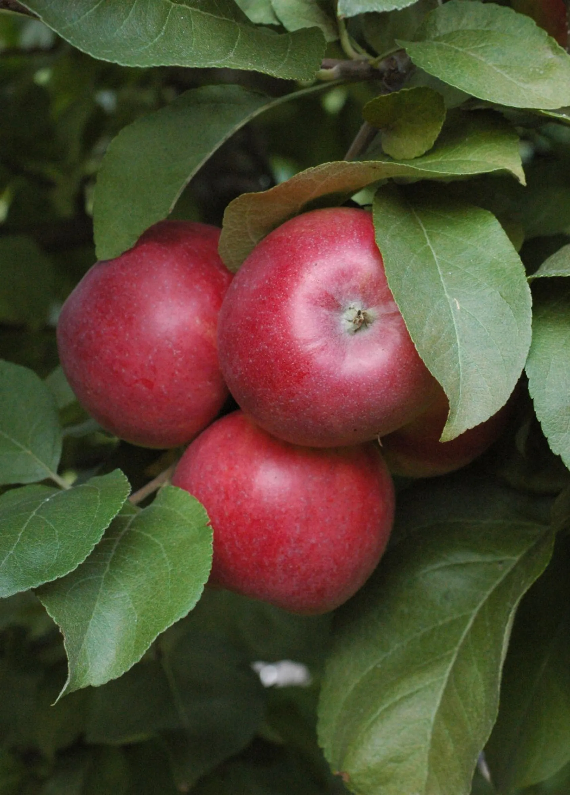 Omenapuu 'Sandra' astiataimi 7,5l ruukussa