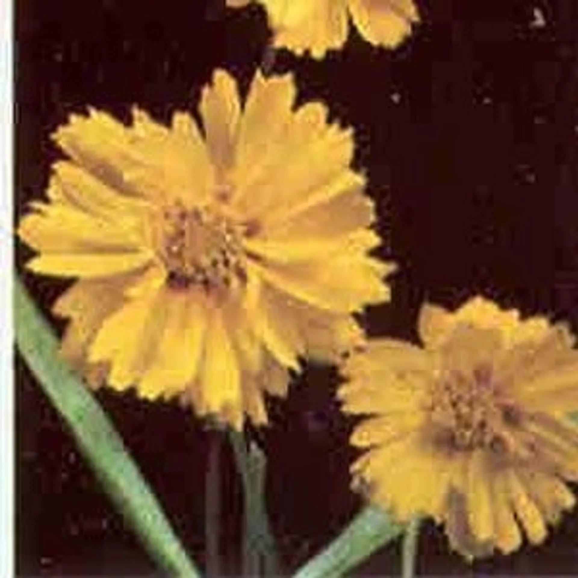 Isokaunosilmä Coreopsis grandiflora